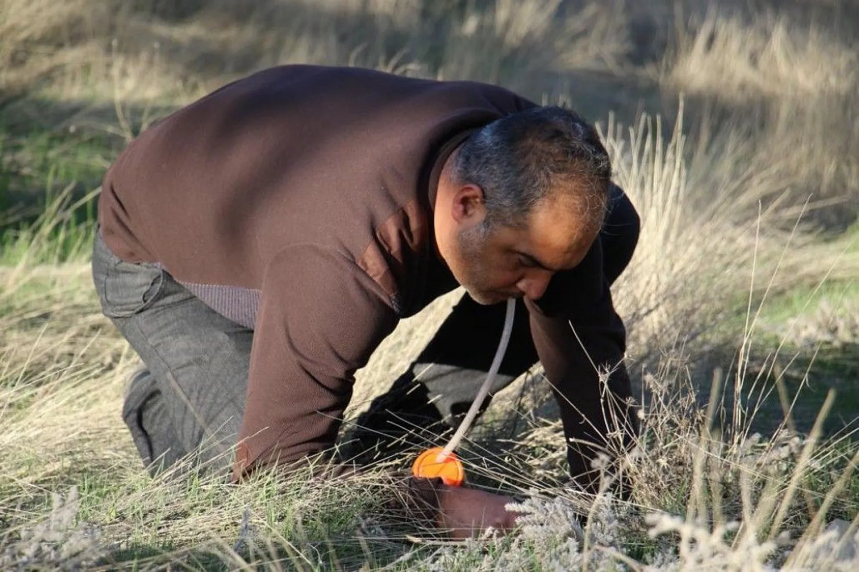 Bu böcek dünyada ikinci, Türkiye'de ilk defa Elazığ'da görüldü