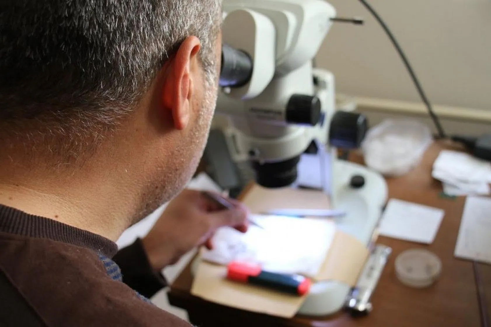 Bu böcek dünyada ikinci, Türkiye'de ilk defa Elazığ'da görüldü