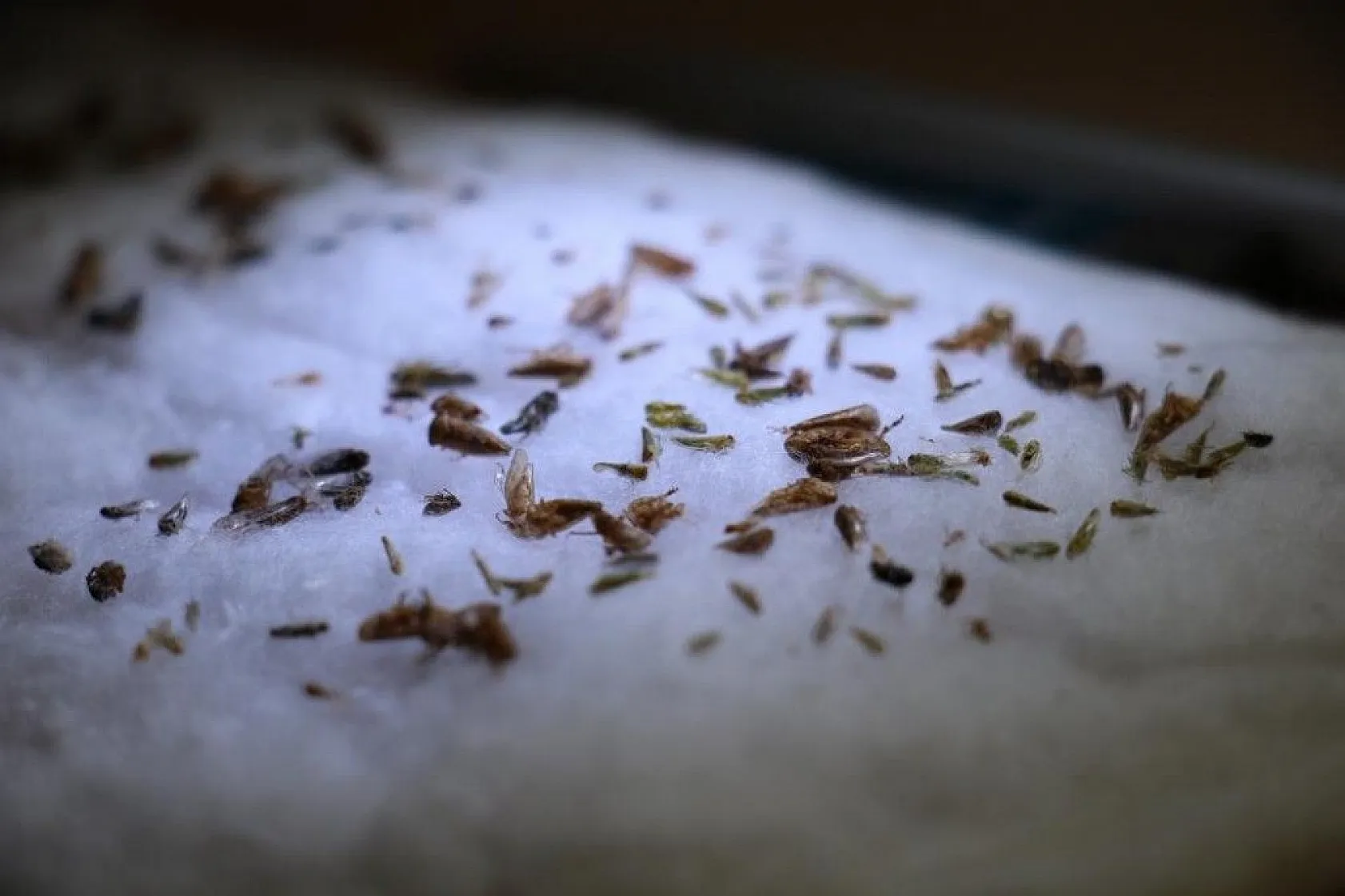 Bu böcek dünyada ikinci, Türkiye'de ilk defa Elazığ'da görüldü