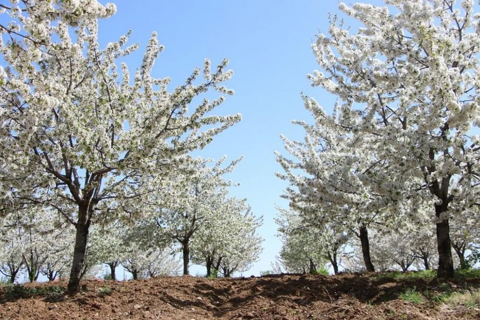Tarihi Harput Kiraz çiçekleriyle beyaza büründü