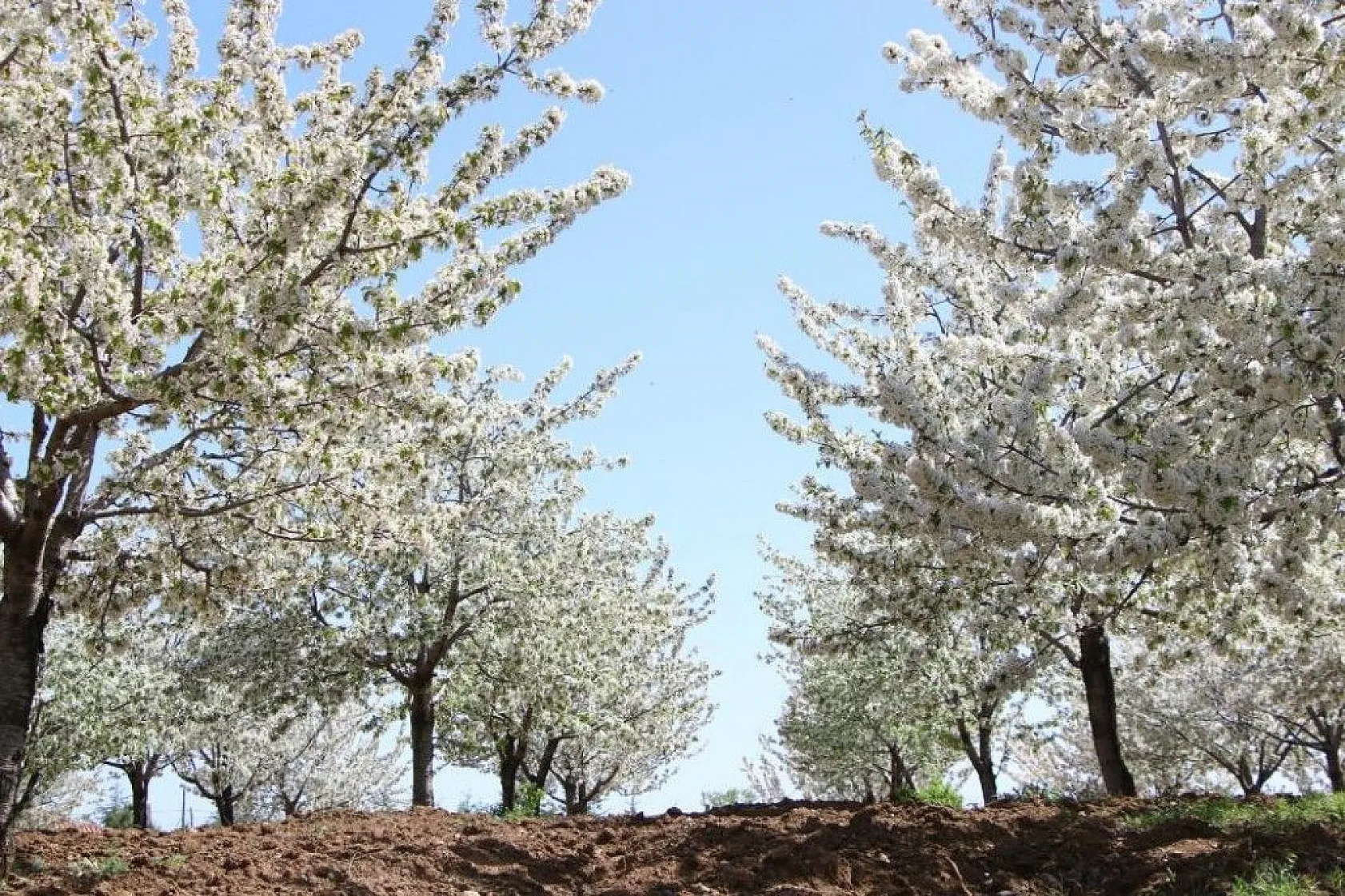 Tarihi Harput Kiraz çiçekleriyle beyaza büründü
