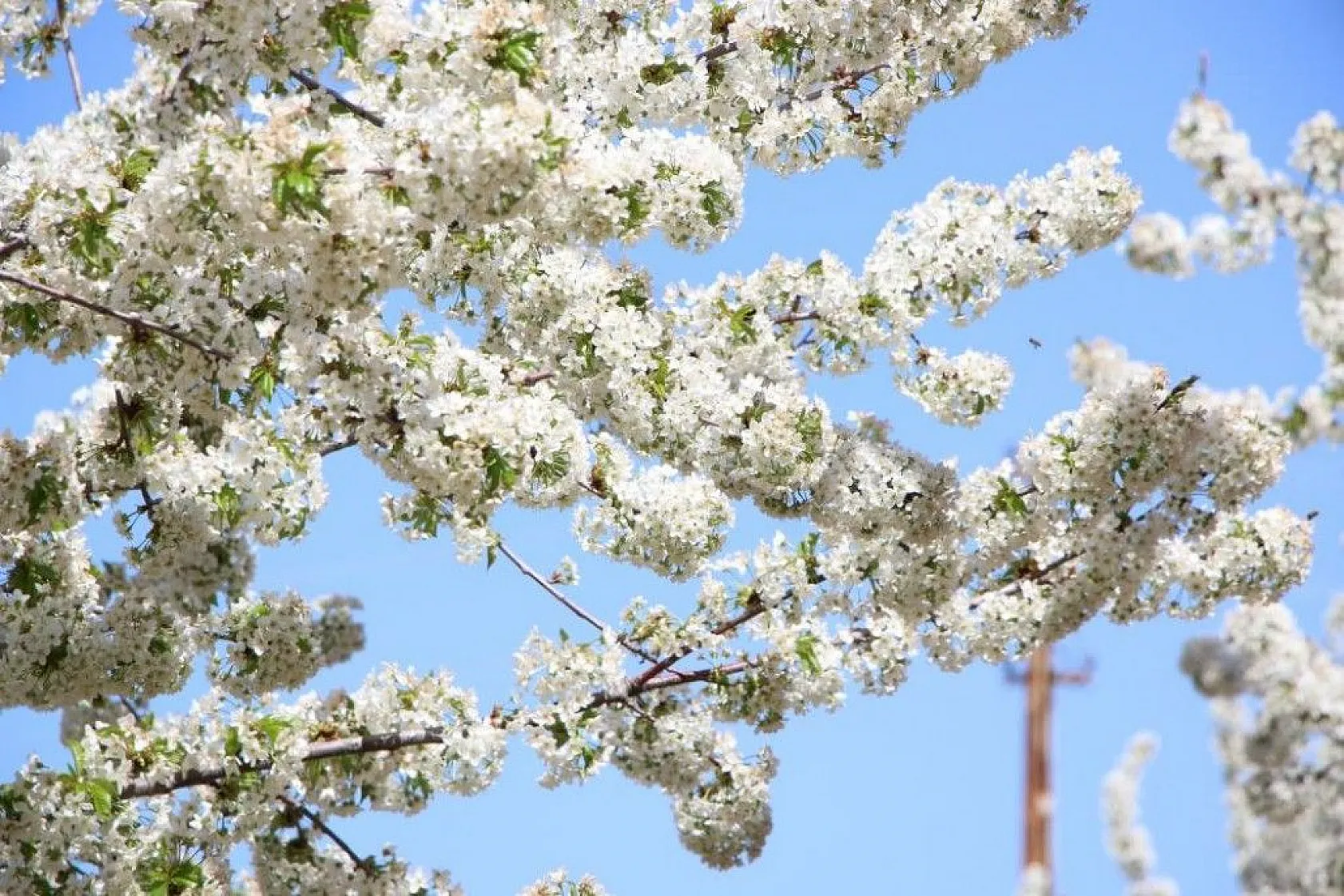 Tarihi Harput Kiraz çiçekleriyle beyaza büründü