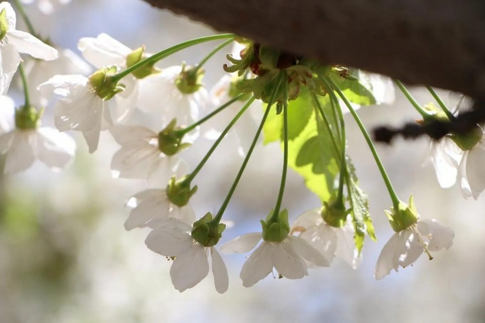 Tarihi Harput Kiraz çiçekleriyle beyaza büründü