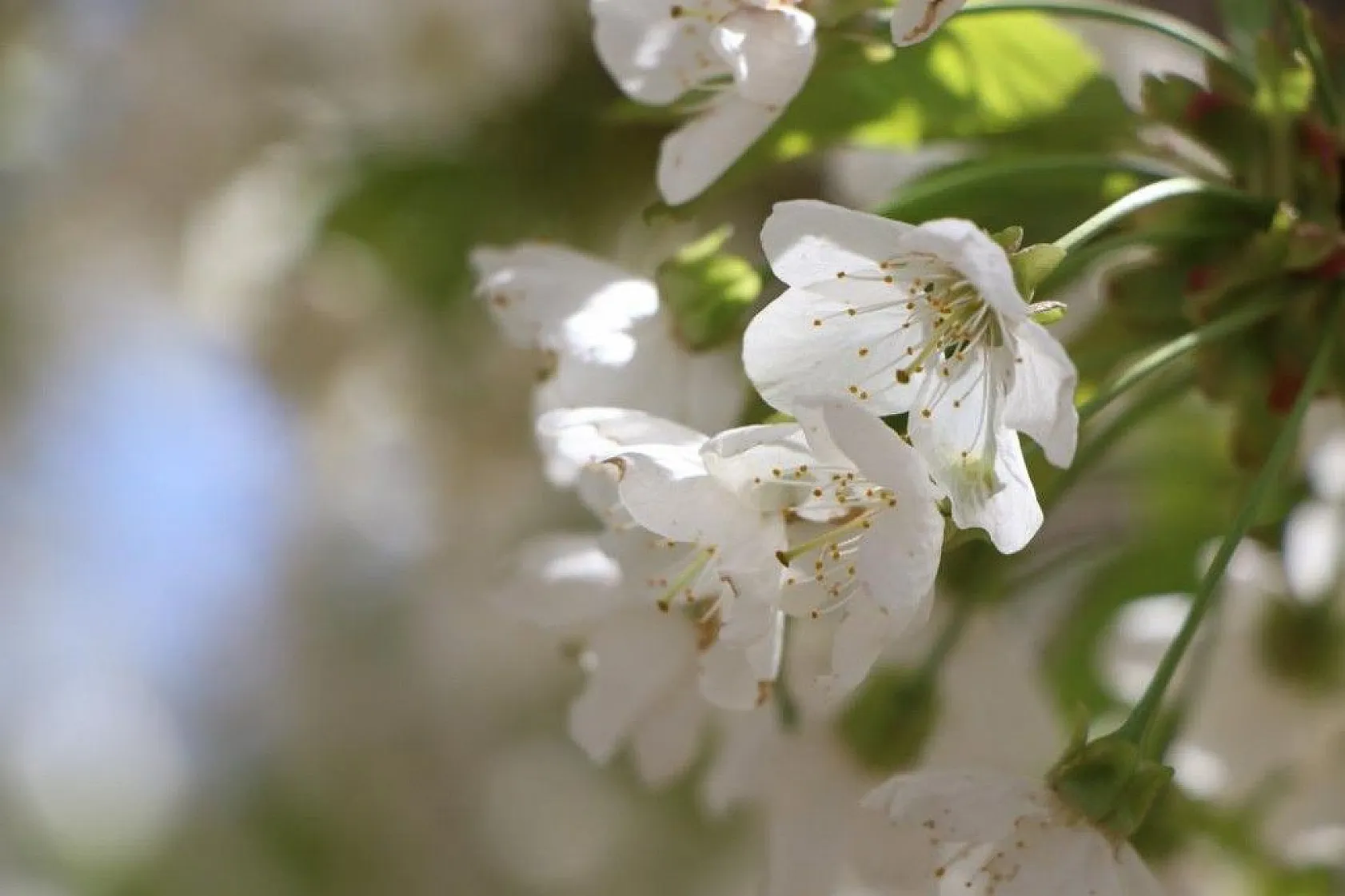 Tarihi Harput Kiraz çiçekleriyle beyaza büründü