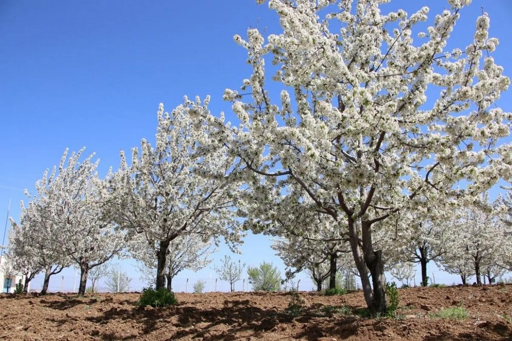 Tarihi Harput Kiraz çiçekleriyle beyaza büründü