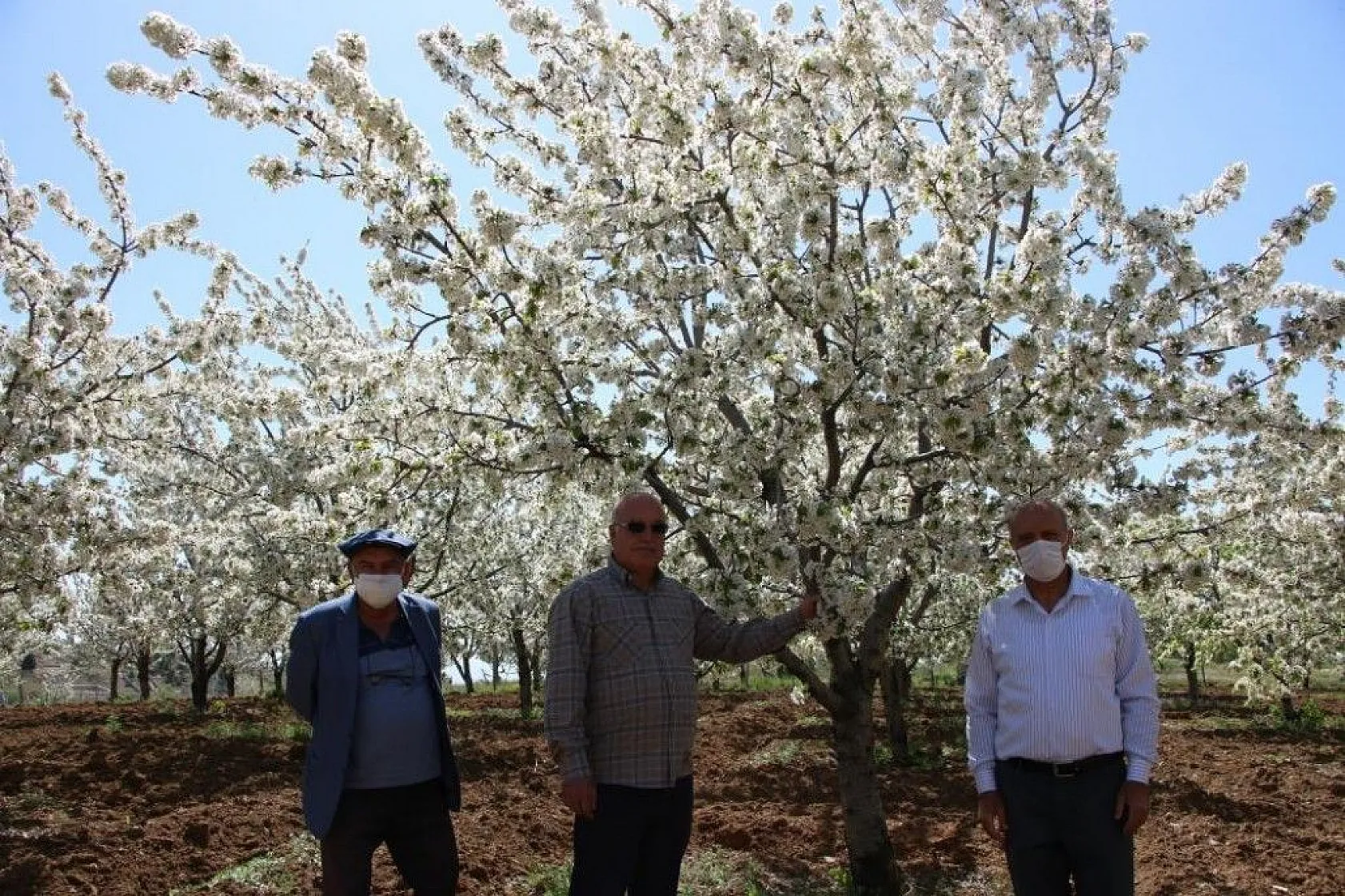 Tarihi Harput Kiraz çiçekleriyle beyaza büründü