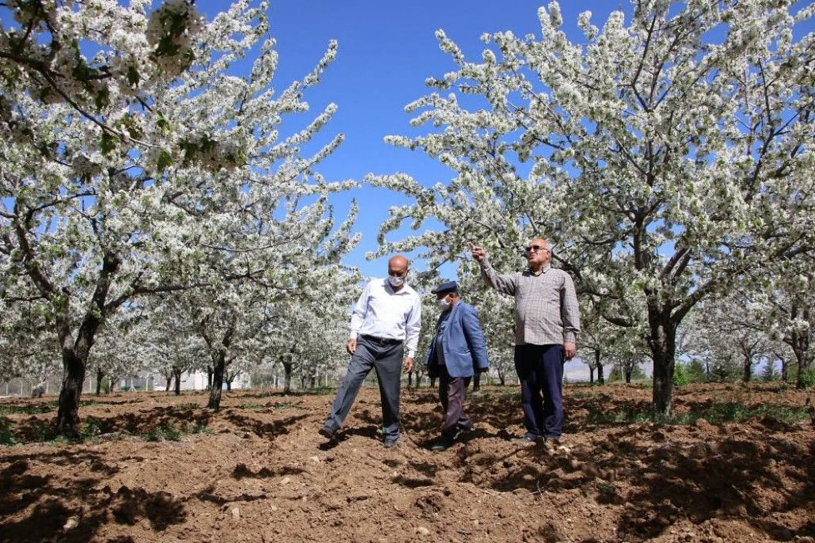 Tarihi Harput Kiraz çiçekleriyle beyaza büründü