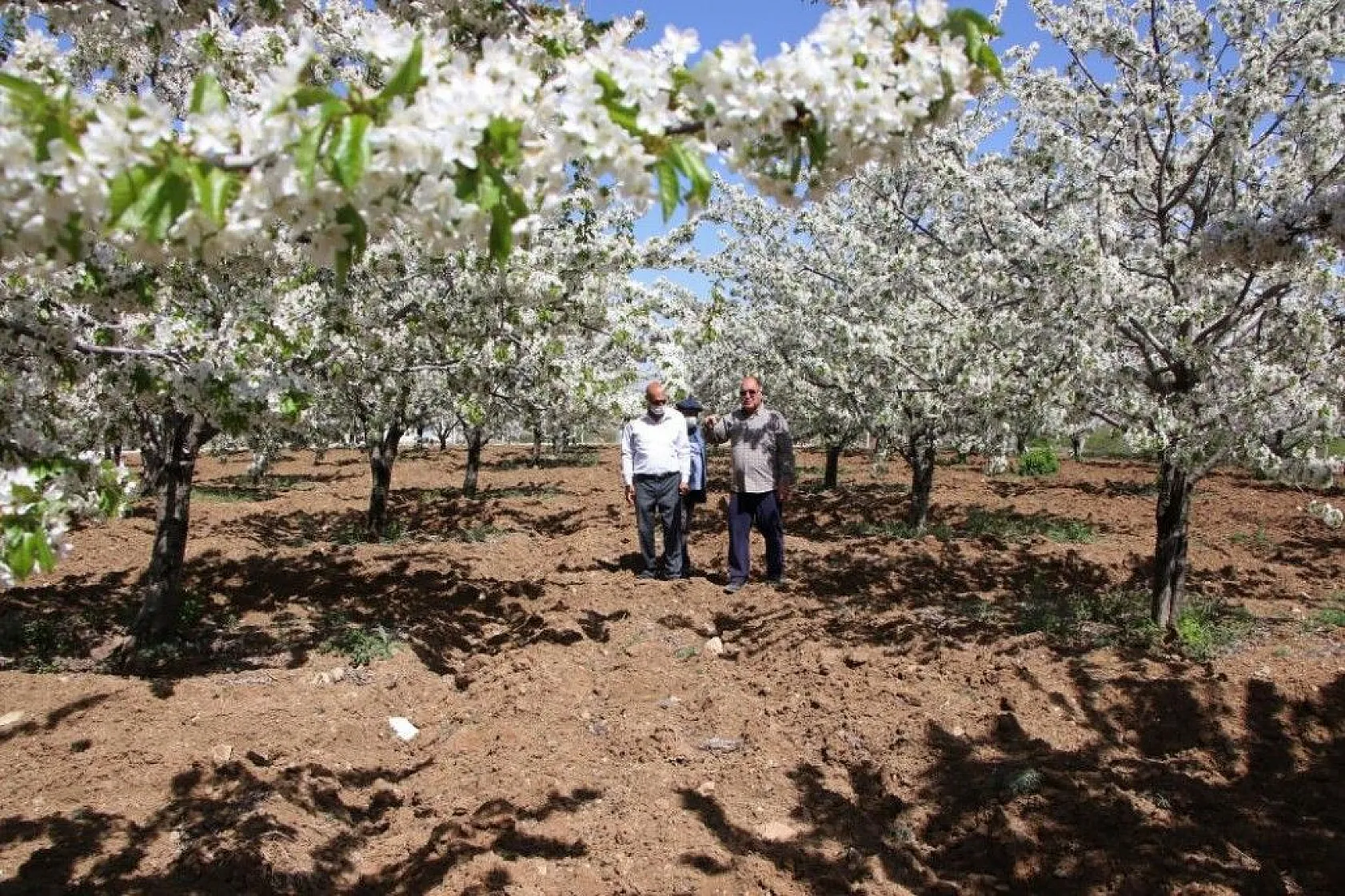 Tarihi Harput Kiraz çiçekleriyle beyaza büründü