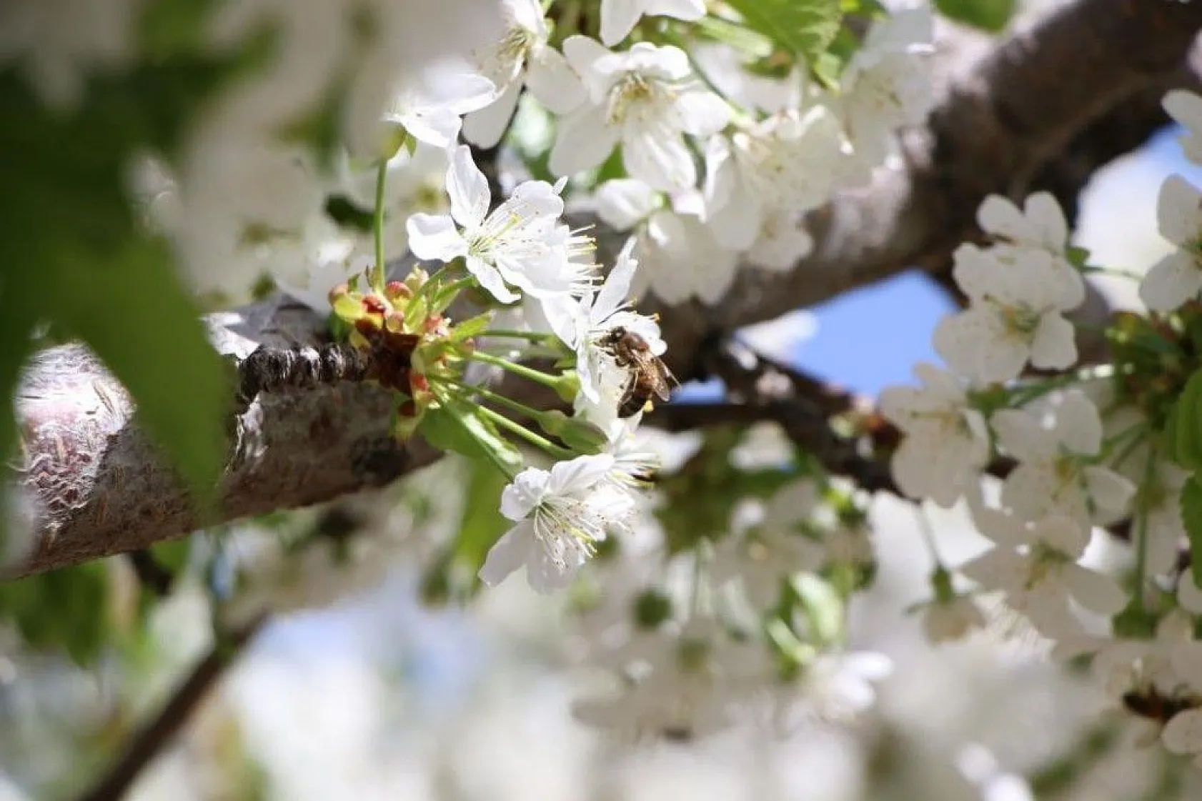 Tarihi Harput Kiraz çiçekleriyle beyaza büründü