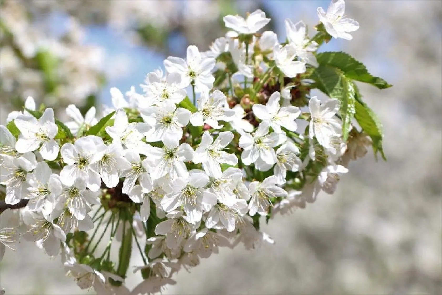 Tarihi Harput Kiraz çiçekleriyle beyaza büründü