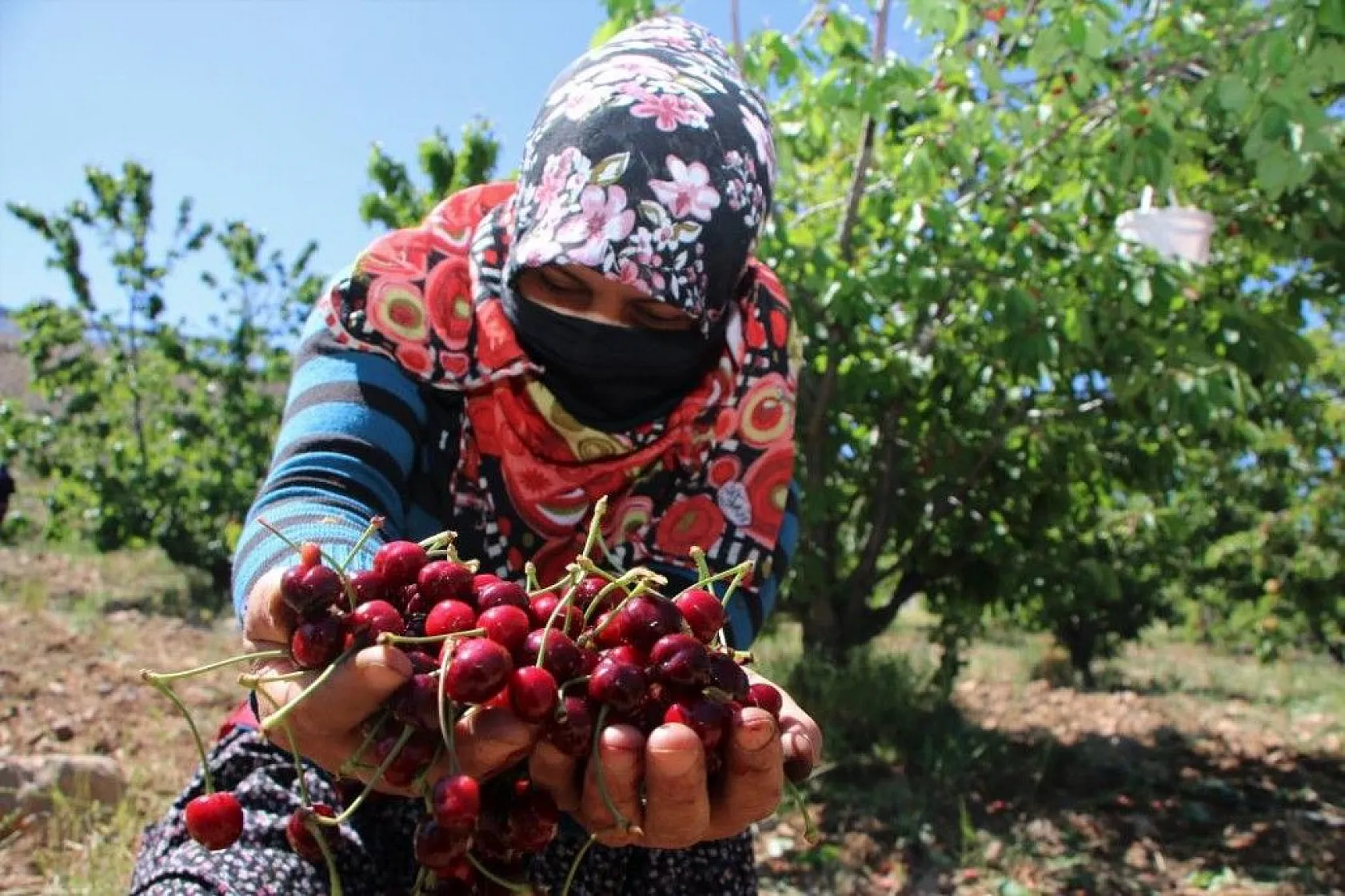 Erkenci Kirazlarda hasat başladı