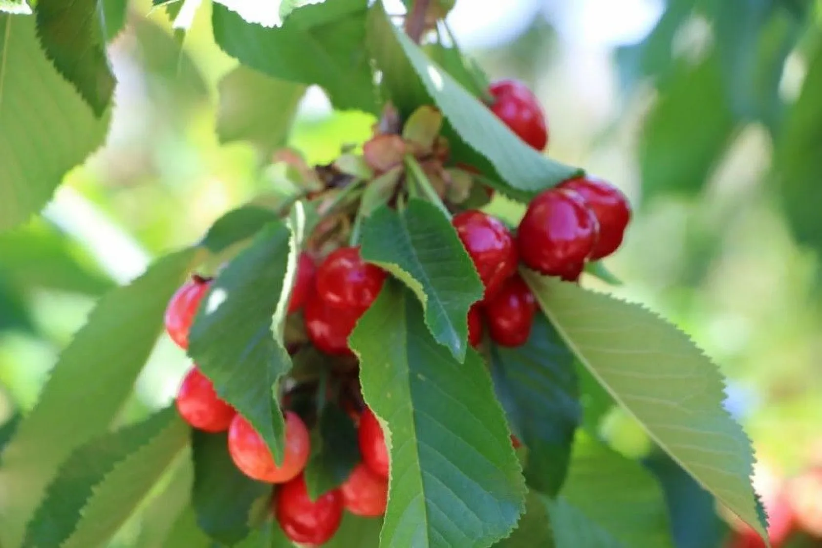 Erkenci Kirazlarda hasat başladı