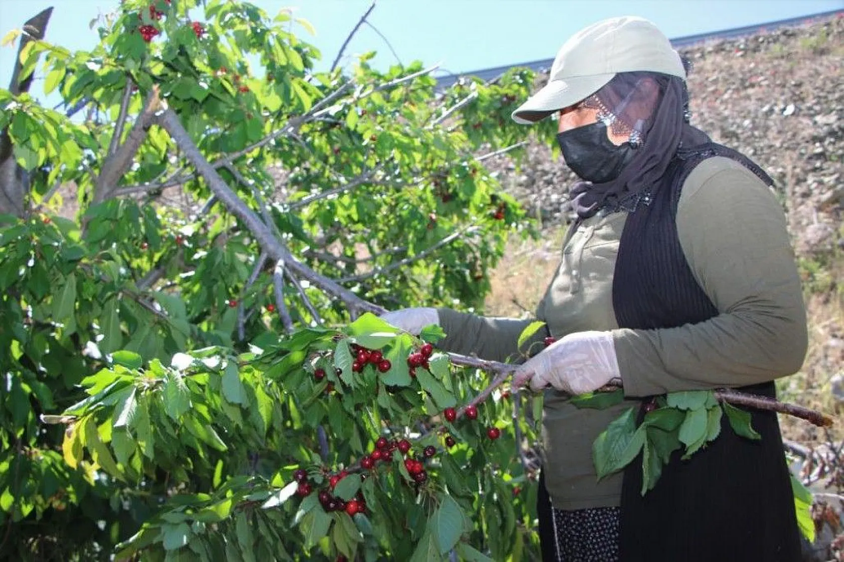 Erkenci Kirazlarda hasat başladı