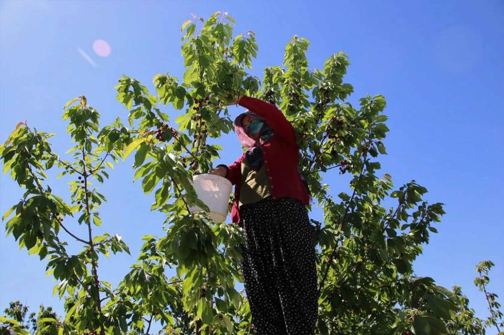 Erkenci Kirazlarda hasat başladı