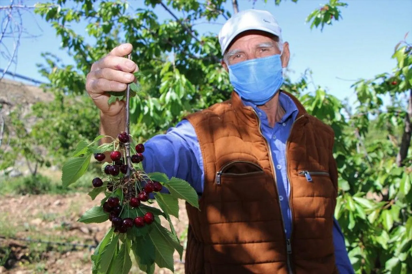 Erkenci Kirazlarda hasat başladı