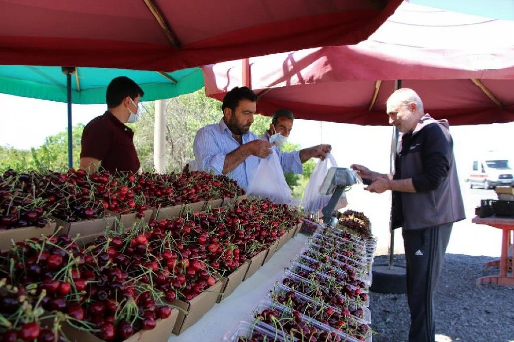 Erkenci Kirazlarda hasat başladı