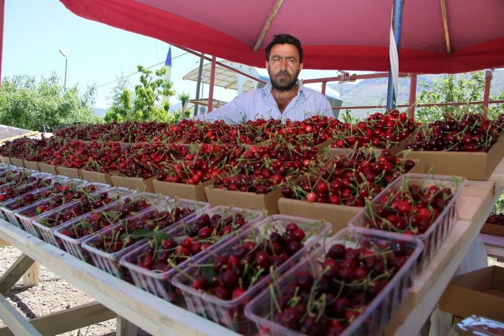 Erkenci Kirazlarda hasat başladı