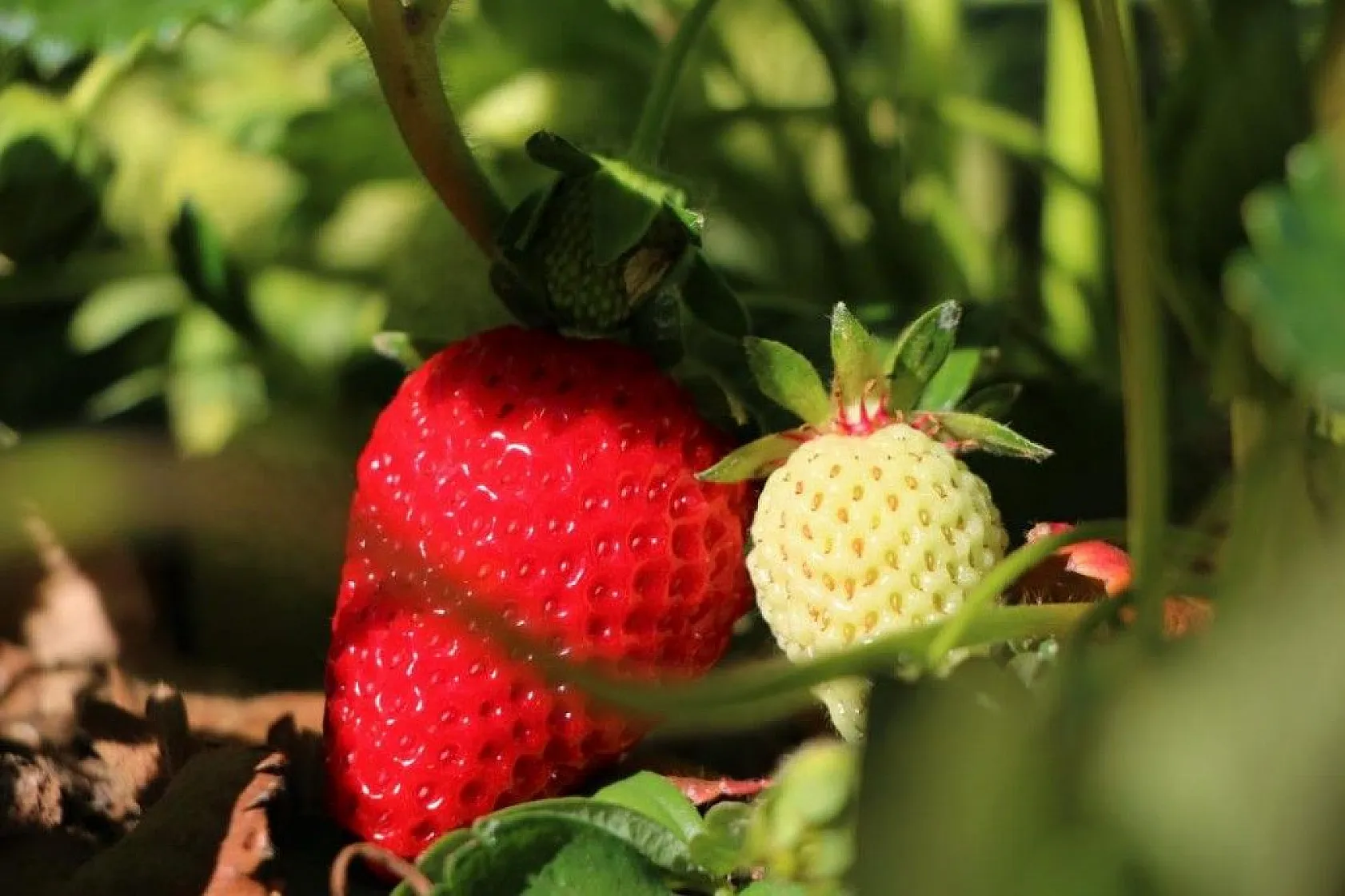 Elazığ'da çilek zamanı, kasa kasa satılıyor