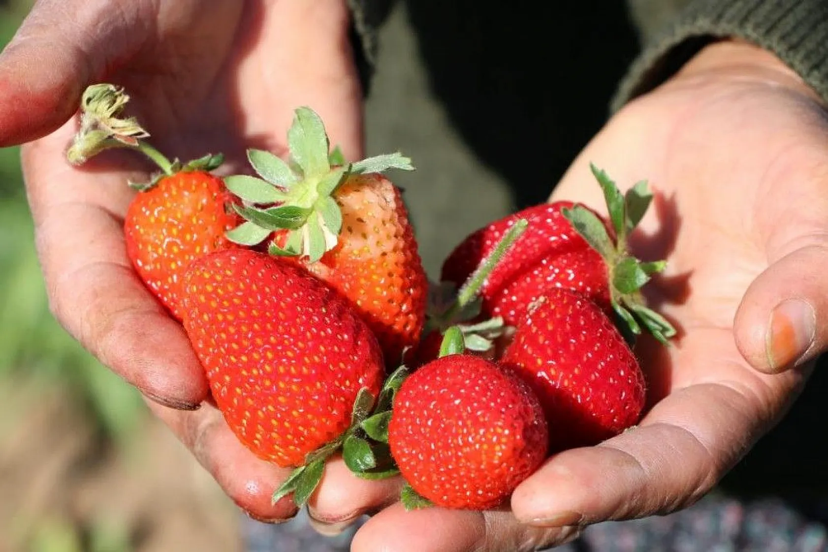 Elazığ'da çilek zamanı, kasa kasa satılıyor