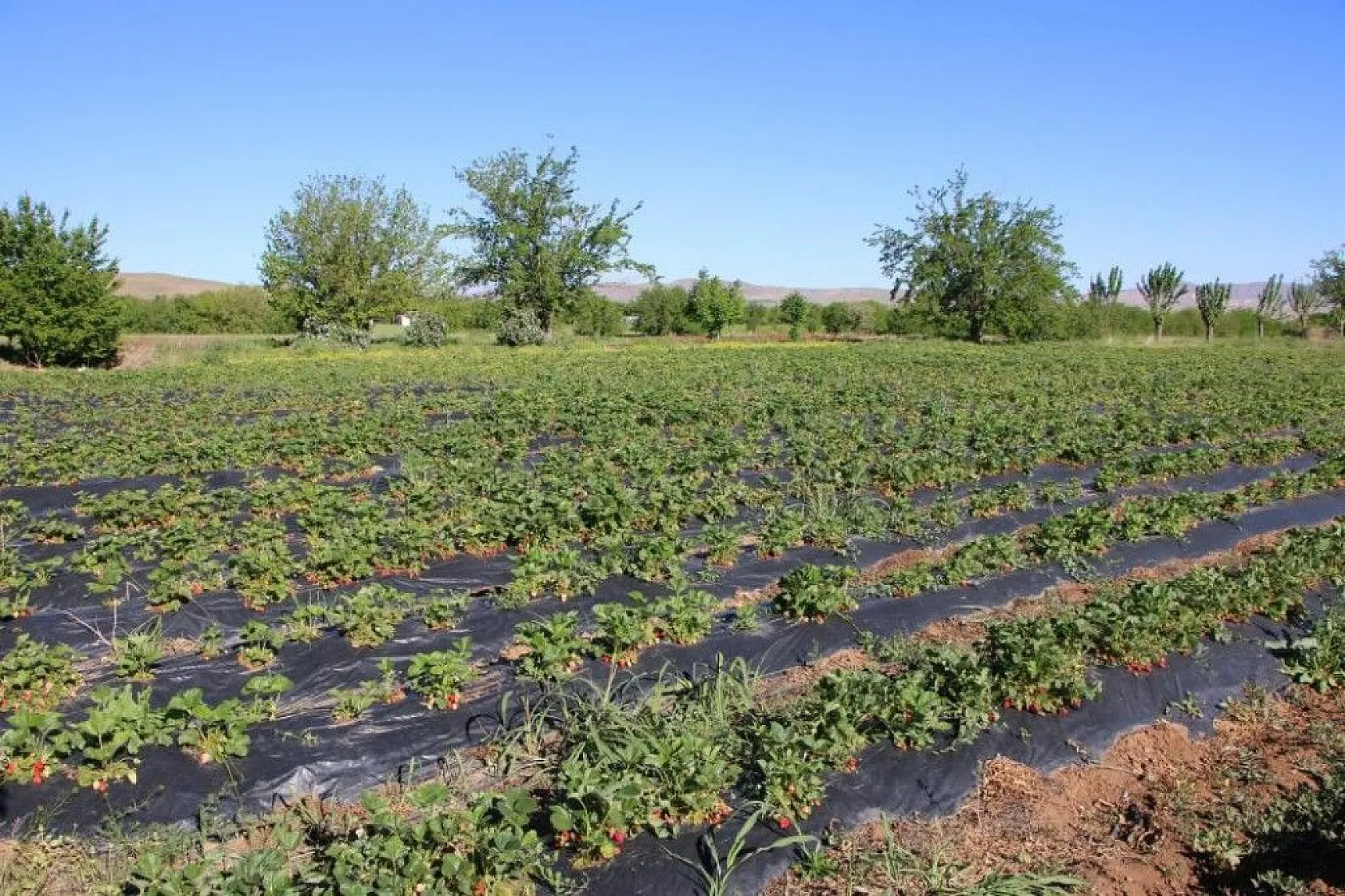 Elazığ'da çilek zamanı, kasa kasa satılıyor
