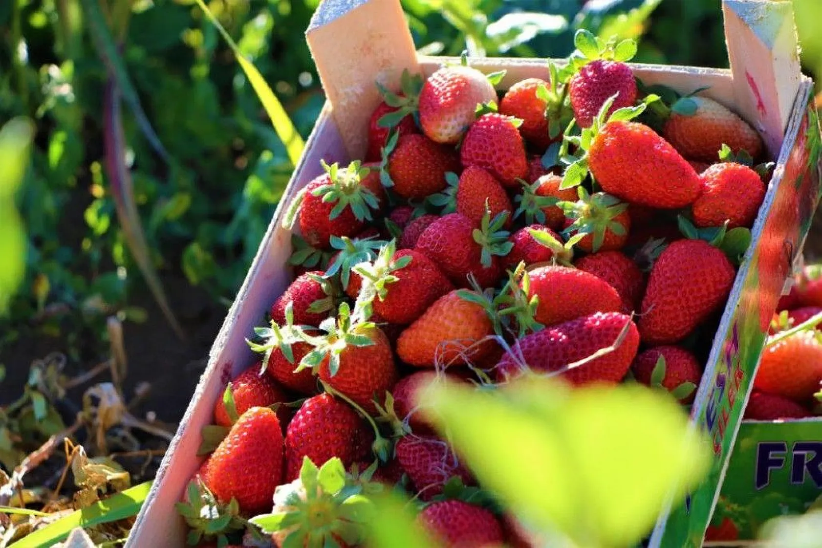Elazığ'da çilek zamanı, kasa kasa satılıyor