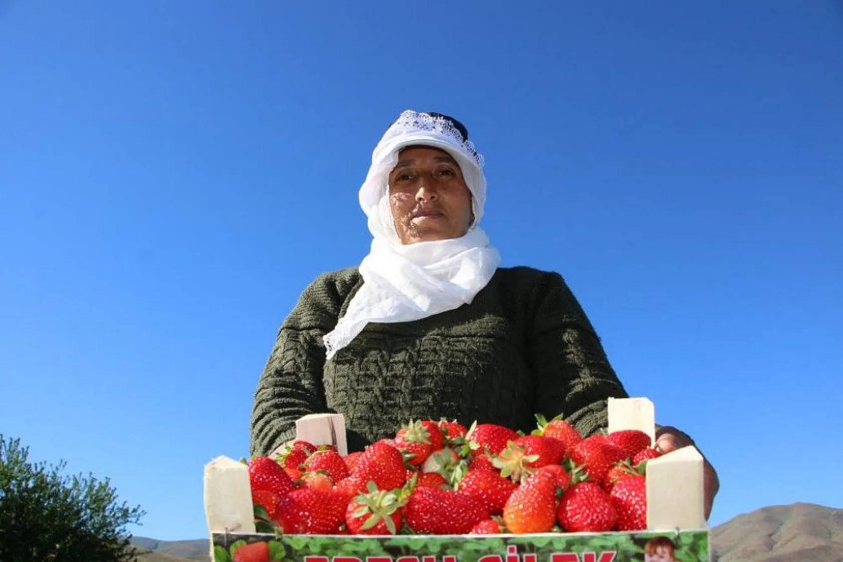 Elazığ'da çilek zamanı, kasa kasa satılıyor
