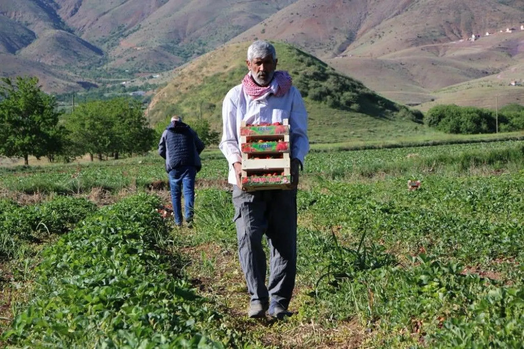 Elazığ'da çilek zamanı, kasa kasa satılıyor