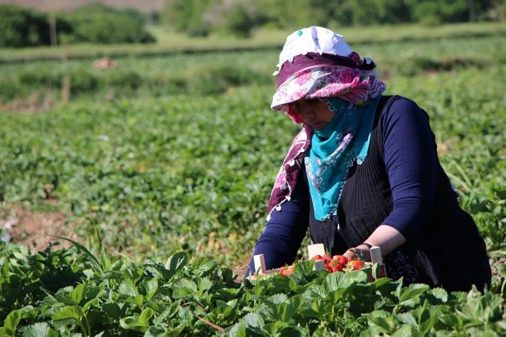 Elazığ'da çilek zamanı, kasa kasa satılıyor