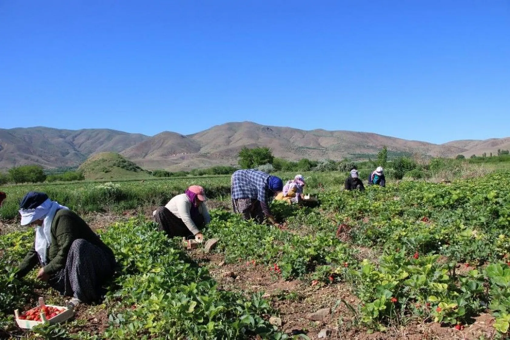 Elazığ'da çilek zamanı, kasa kasa satılıyor