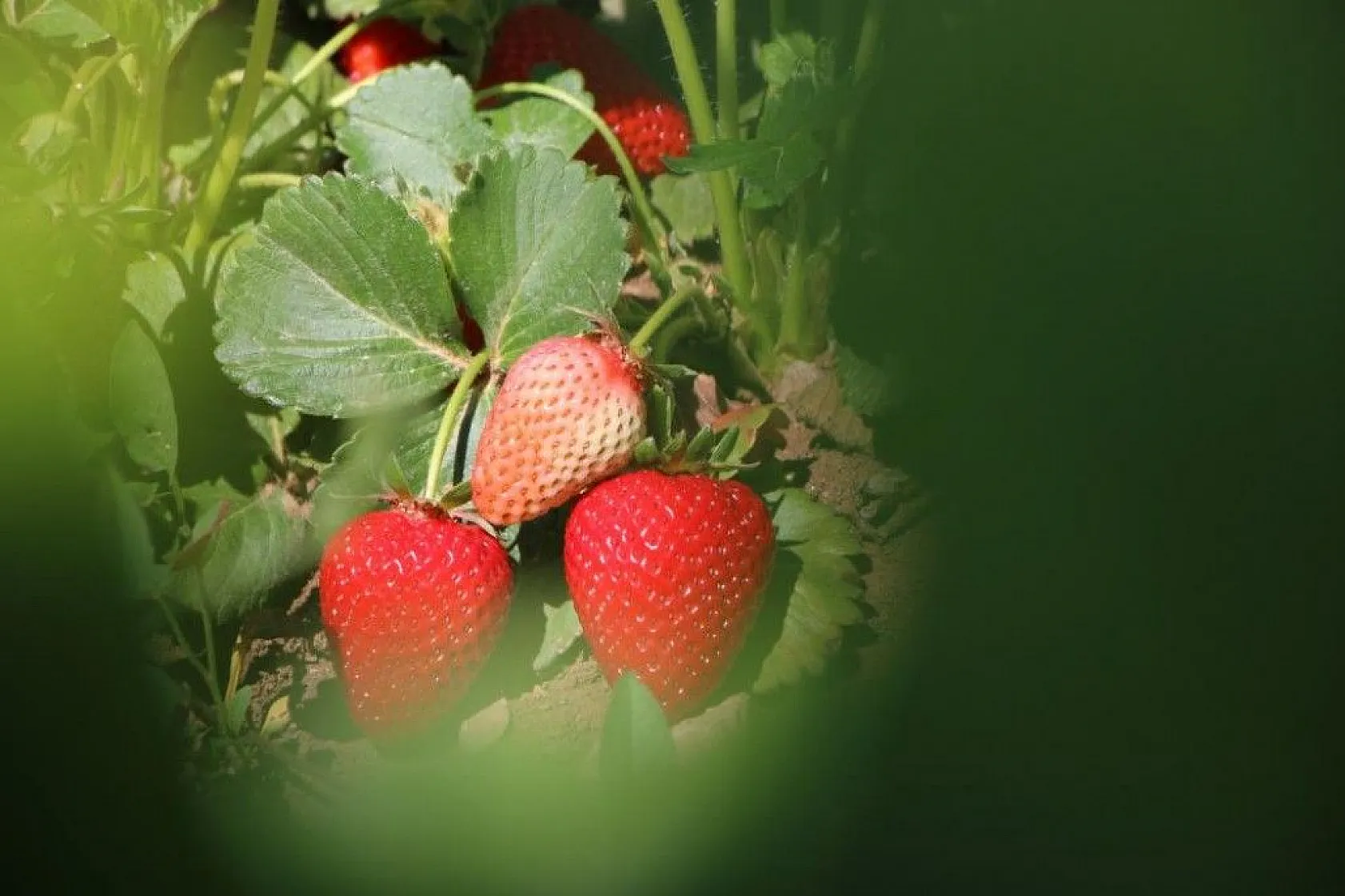 Elazığ'da çilek zamanı, kasa kasa satılıyor