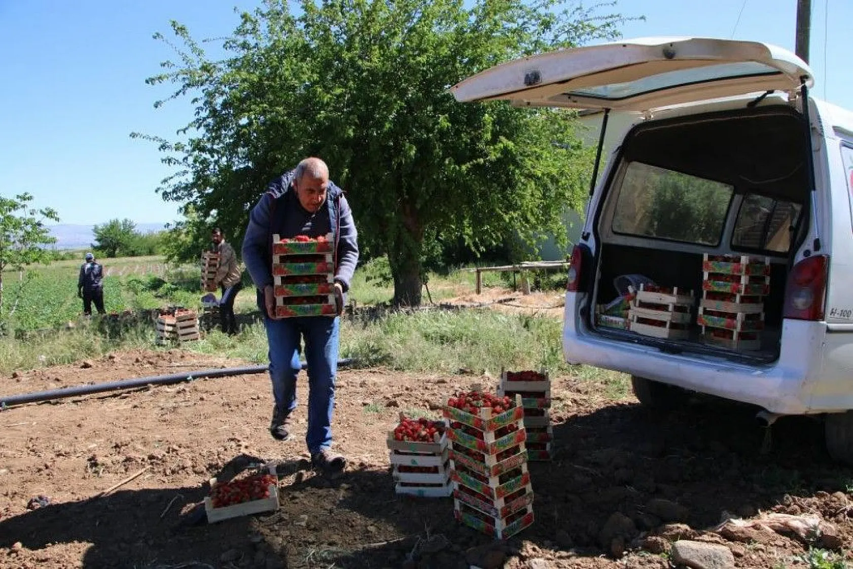 Elazığ'da çilek zamanı, kasa kasa satılıyor
