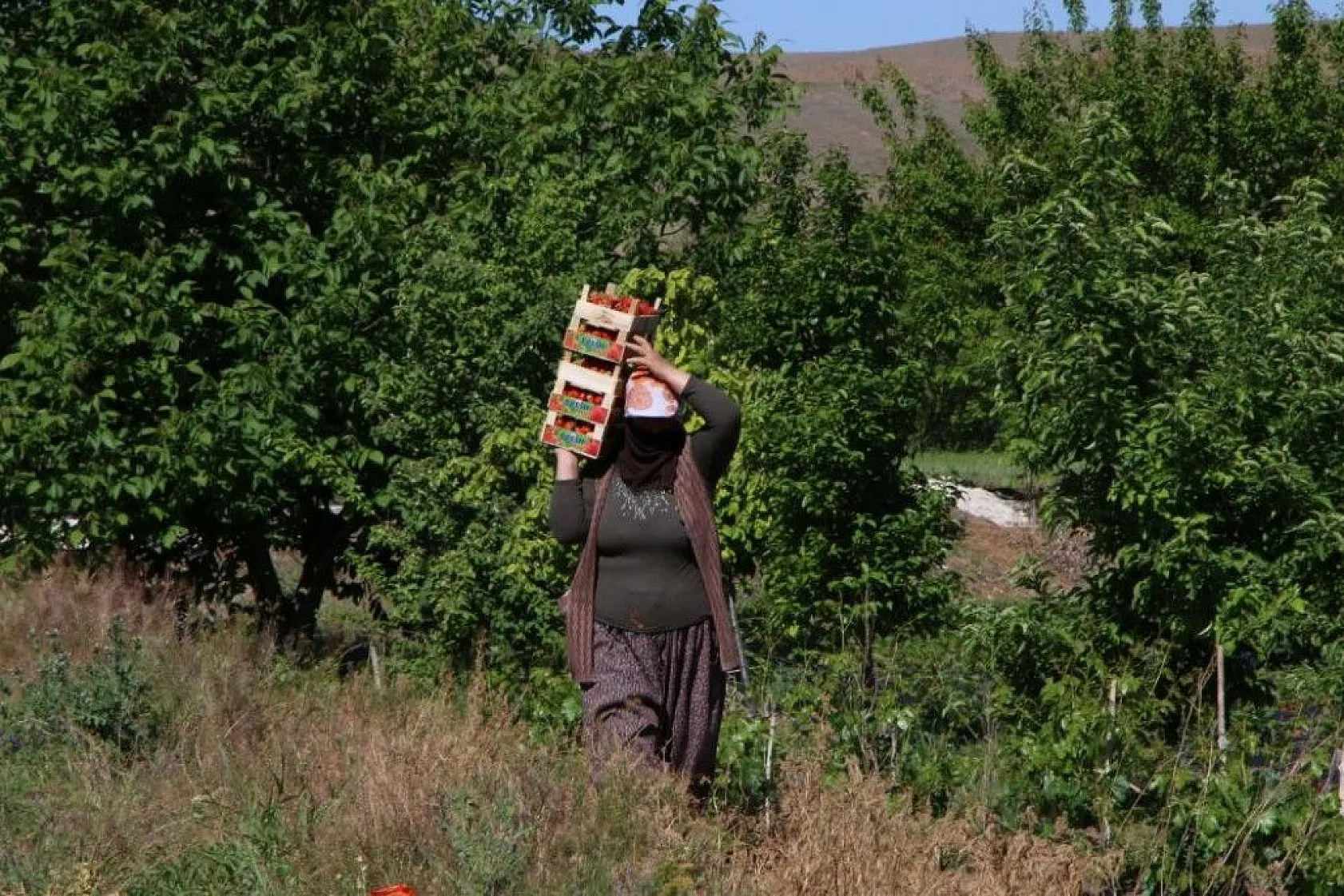Elazığ'da çilek zamanı, kasa kasa satılıyor