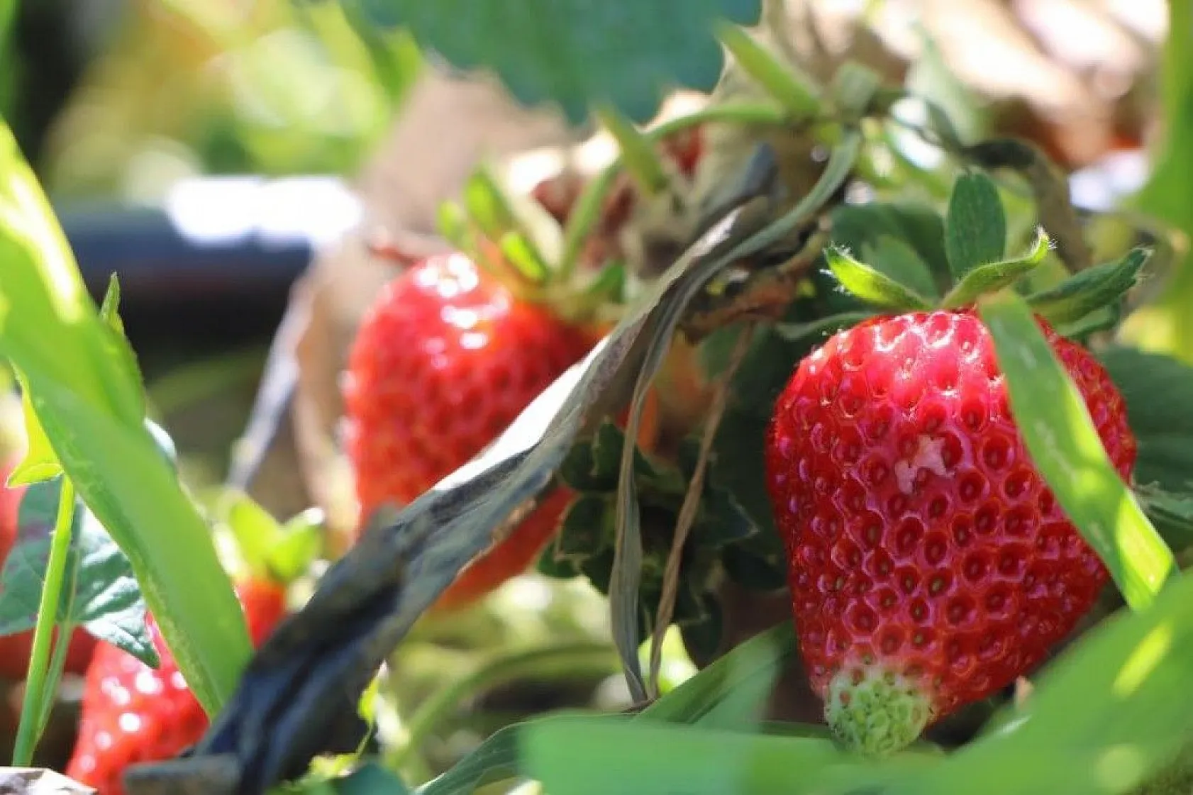 Elazığ'da çilek zamanı, kasa kasa satılıyor