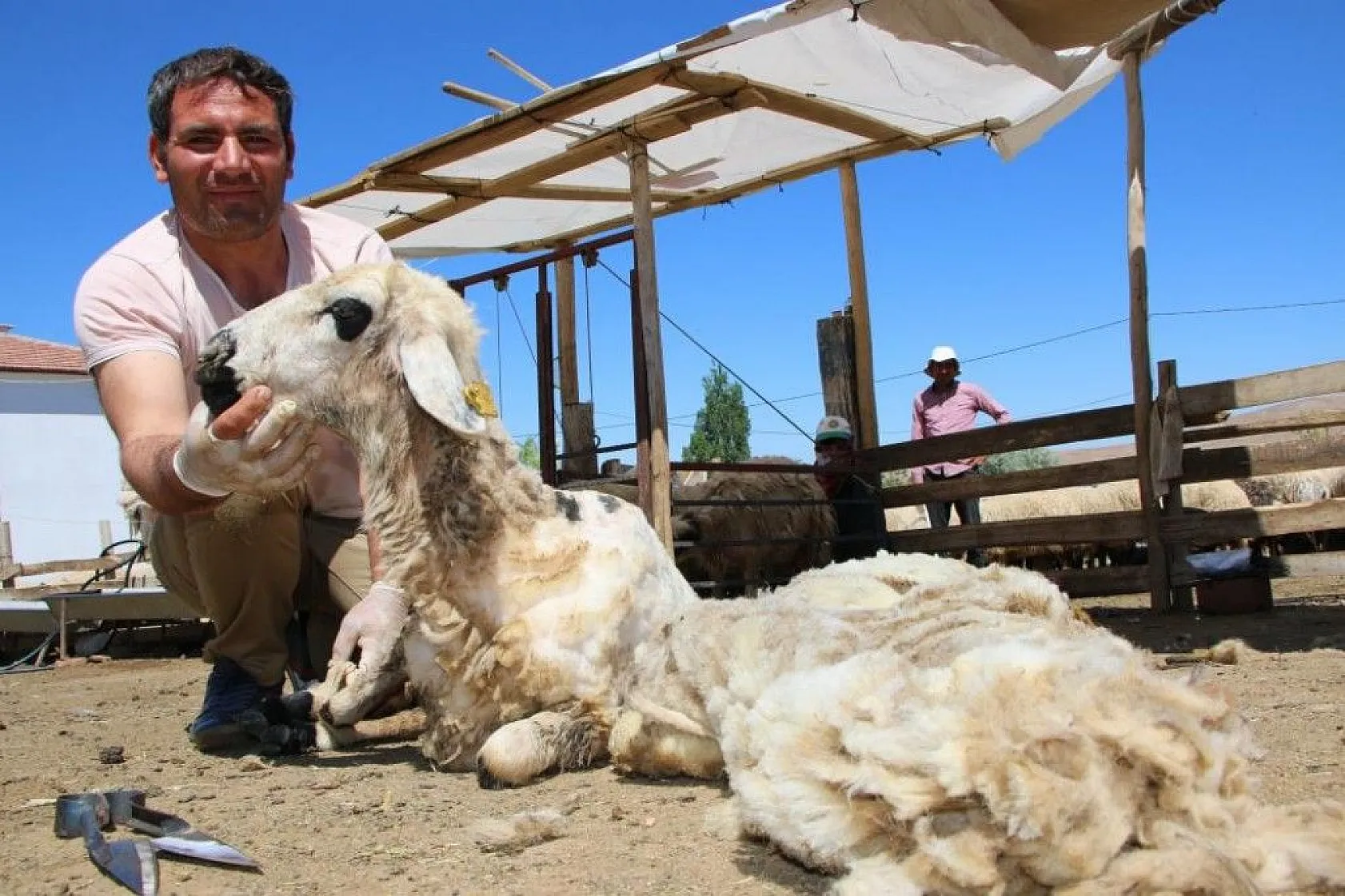 Besicilerin koyun kırkma mesaisi başladı