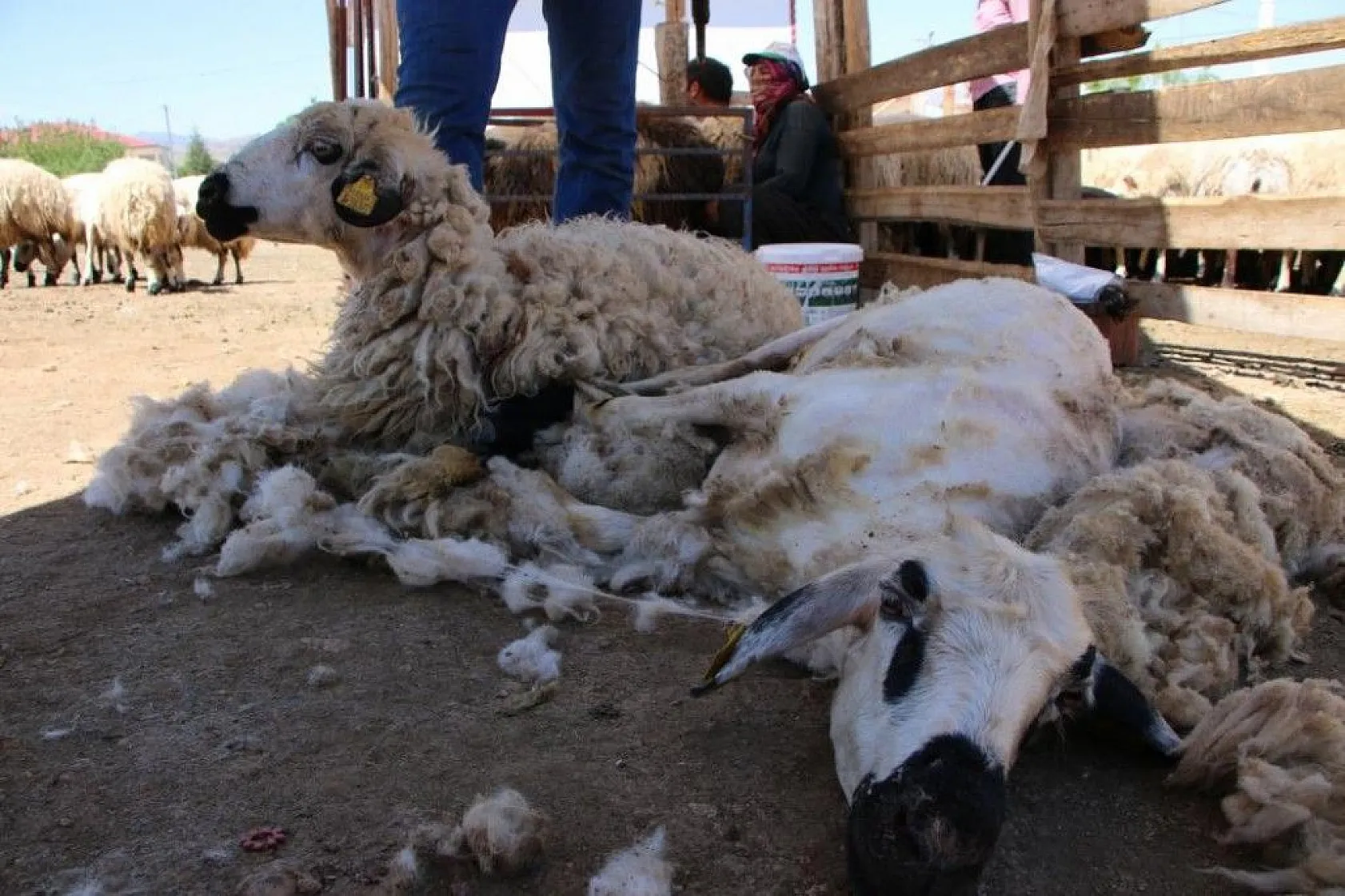 Besicilerin koyun kırkma mesaisi başladı