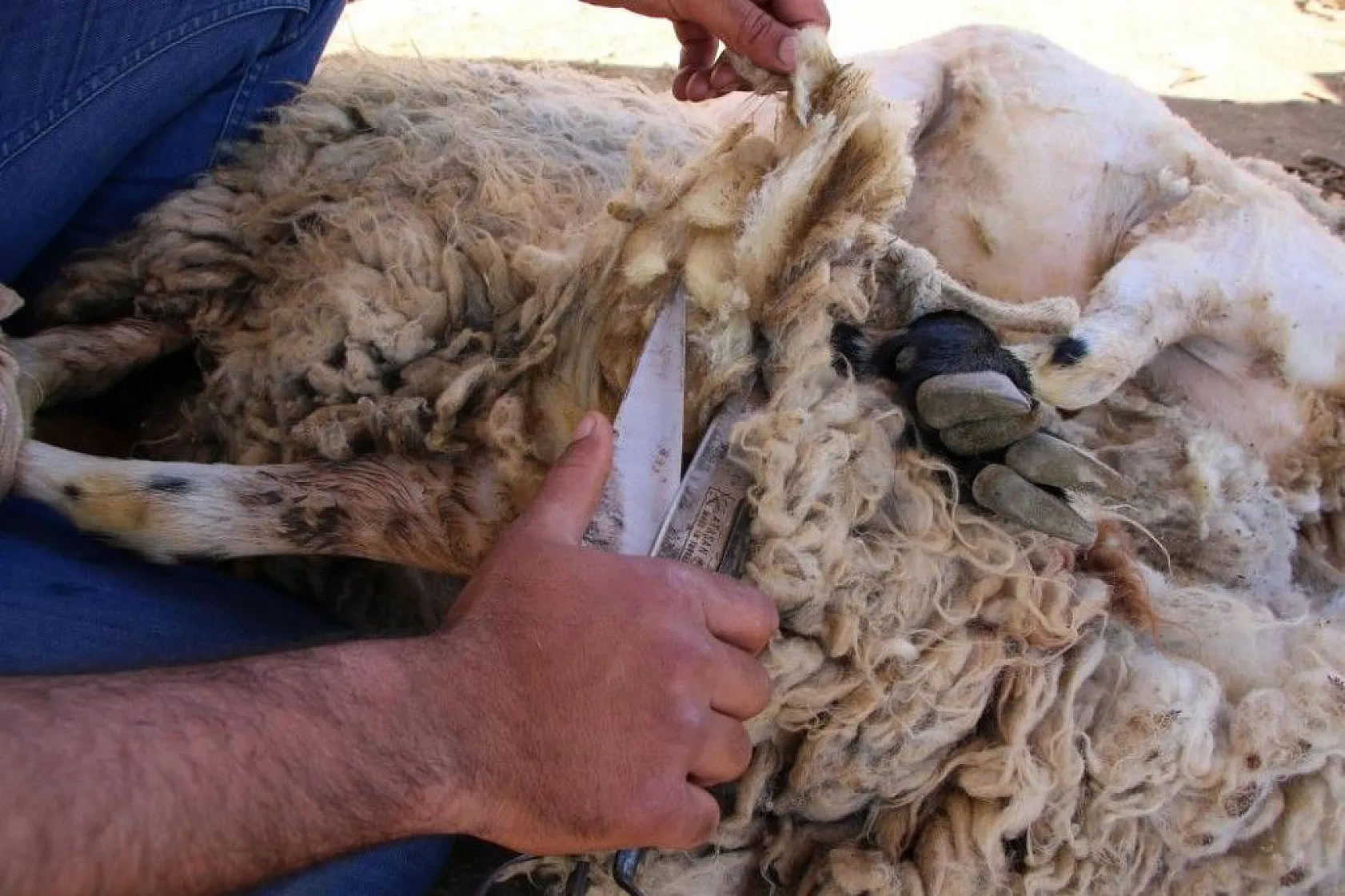 Besicilerin koyun kırkma mesaisi başladı