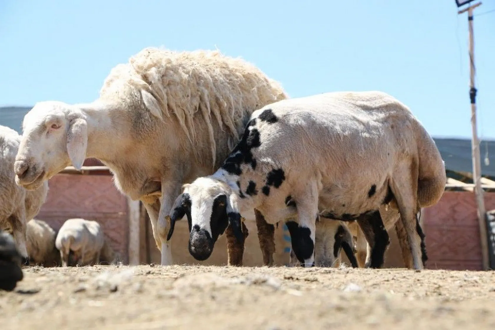 Besicilerin koyun kırkma mesaisi başladı