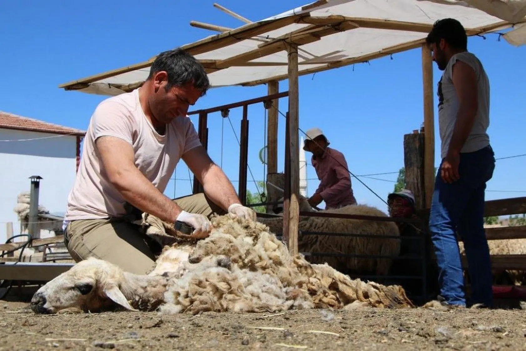 Besicilerin koyun kırkma mesaisi başladı