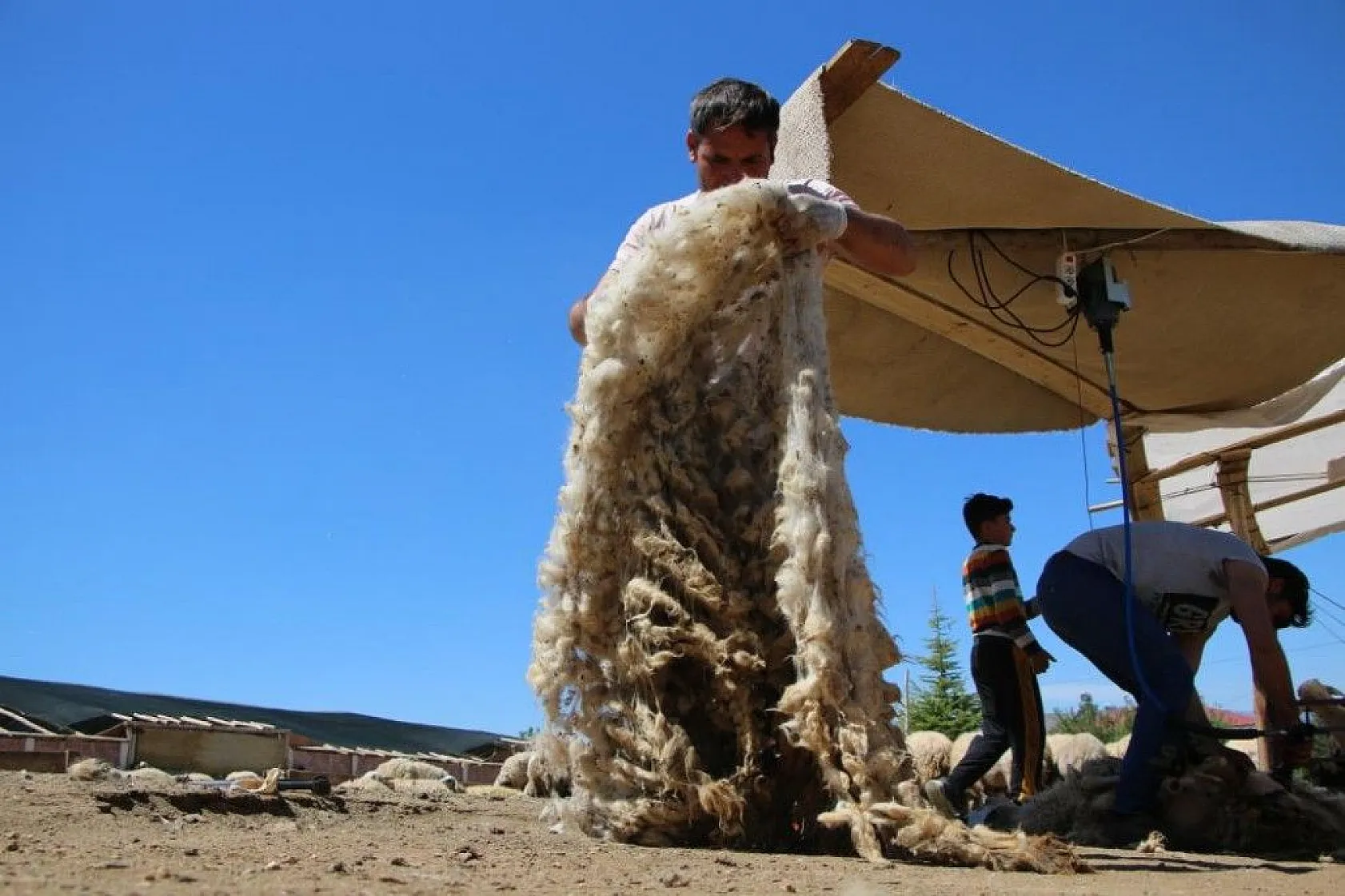 Besicilerin koyun kırkma mesaisi başladı