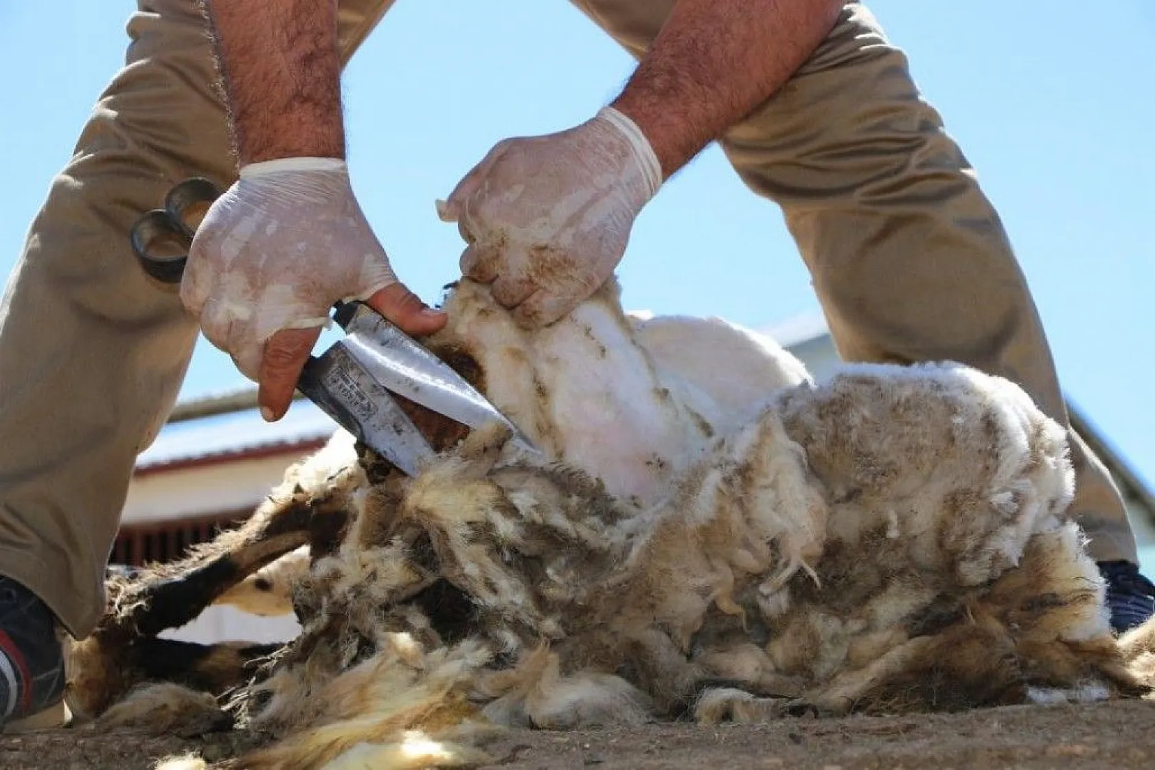 Besicilerin koyun kırkma mesaisi başladı