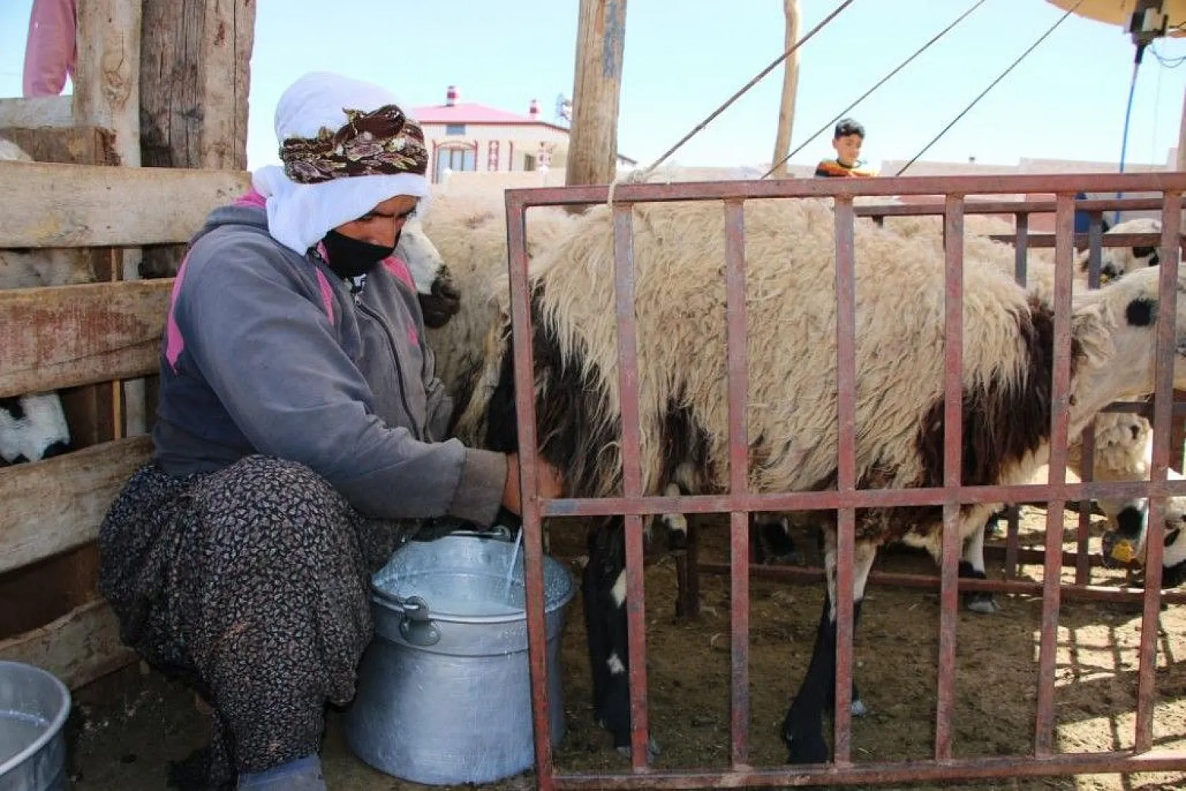 Besicilerin koyun kırkma mesaisi başladı