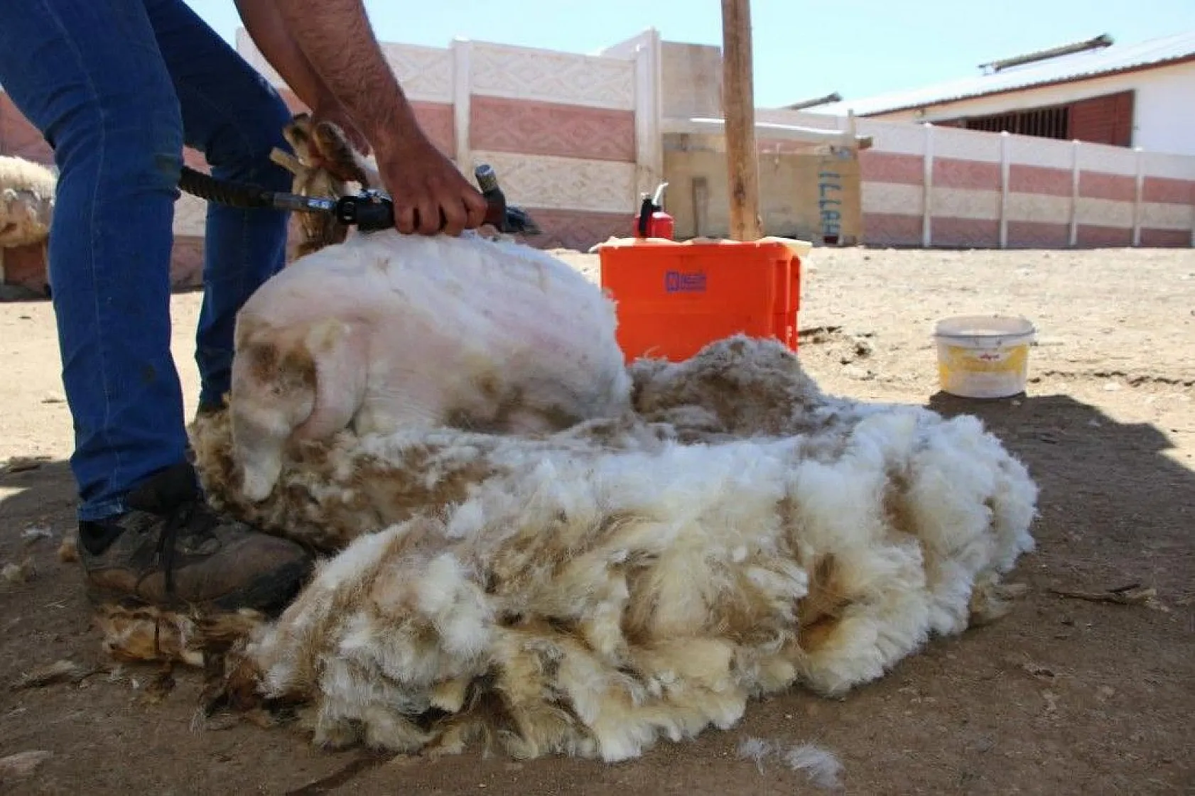 Besicilerin koyun kırkma mesaisi başladı