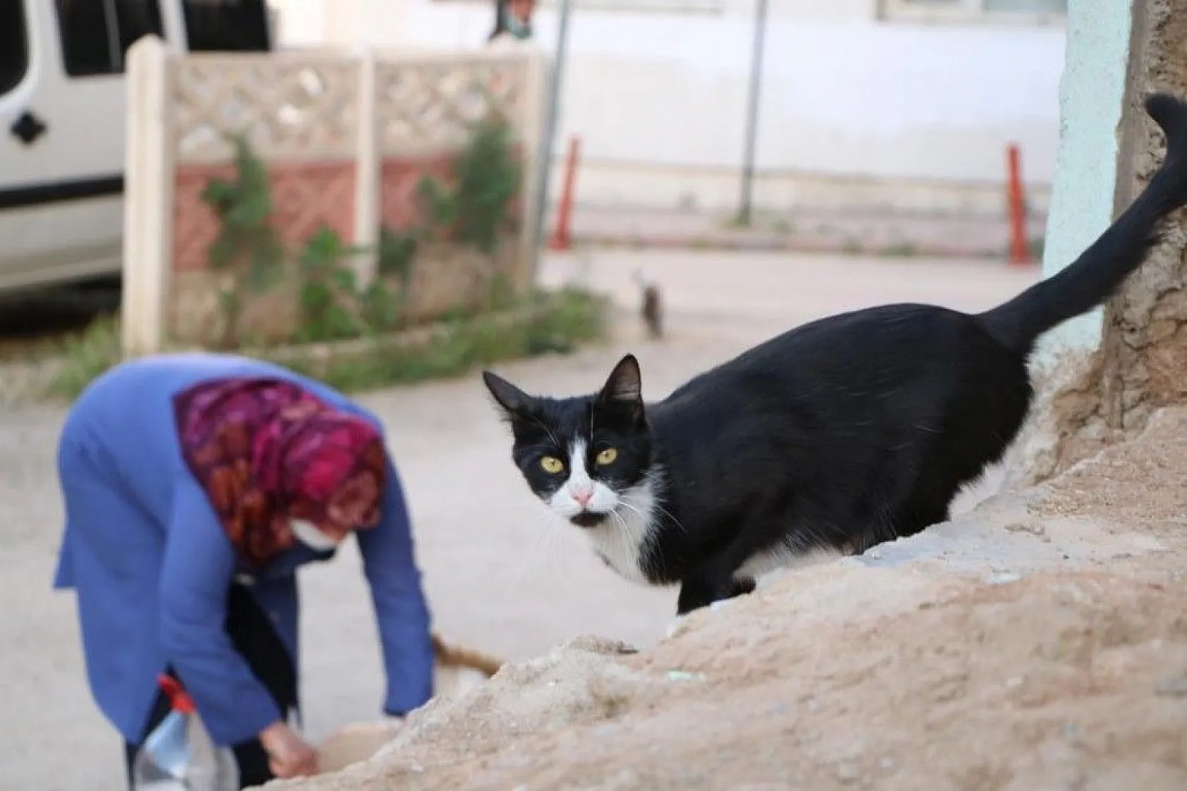 Fatma teyze, 35 kediye anne şefkatiyle bakıyor