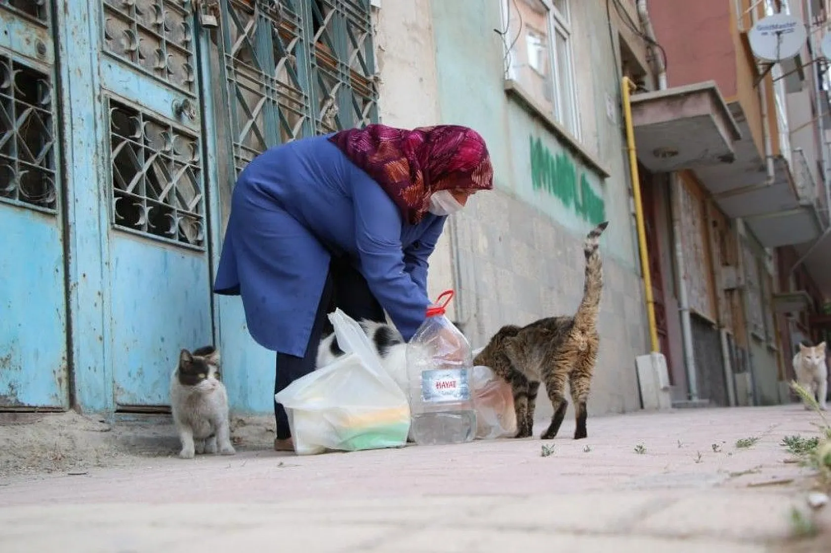 Fatma teyze, 35 kediye anne şefkatiyle bakıyor