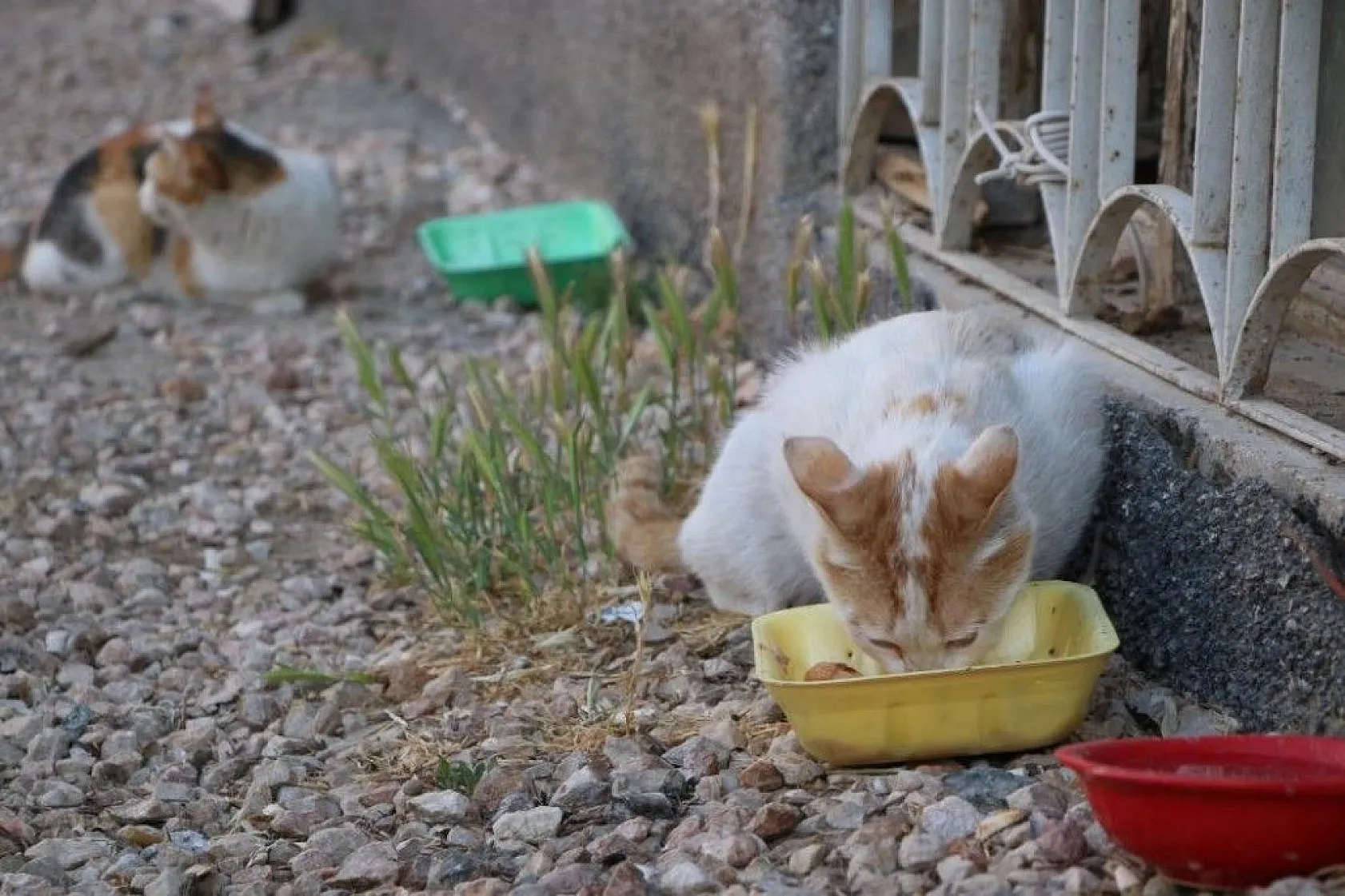 Fatma teyze, 35 kediye anne şefkatiyle bakıyor
