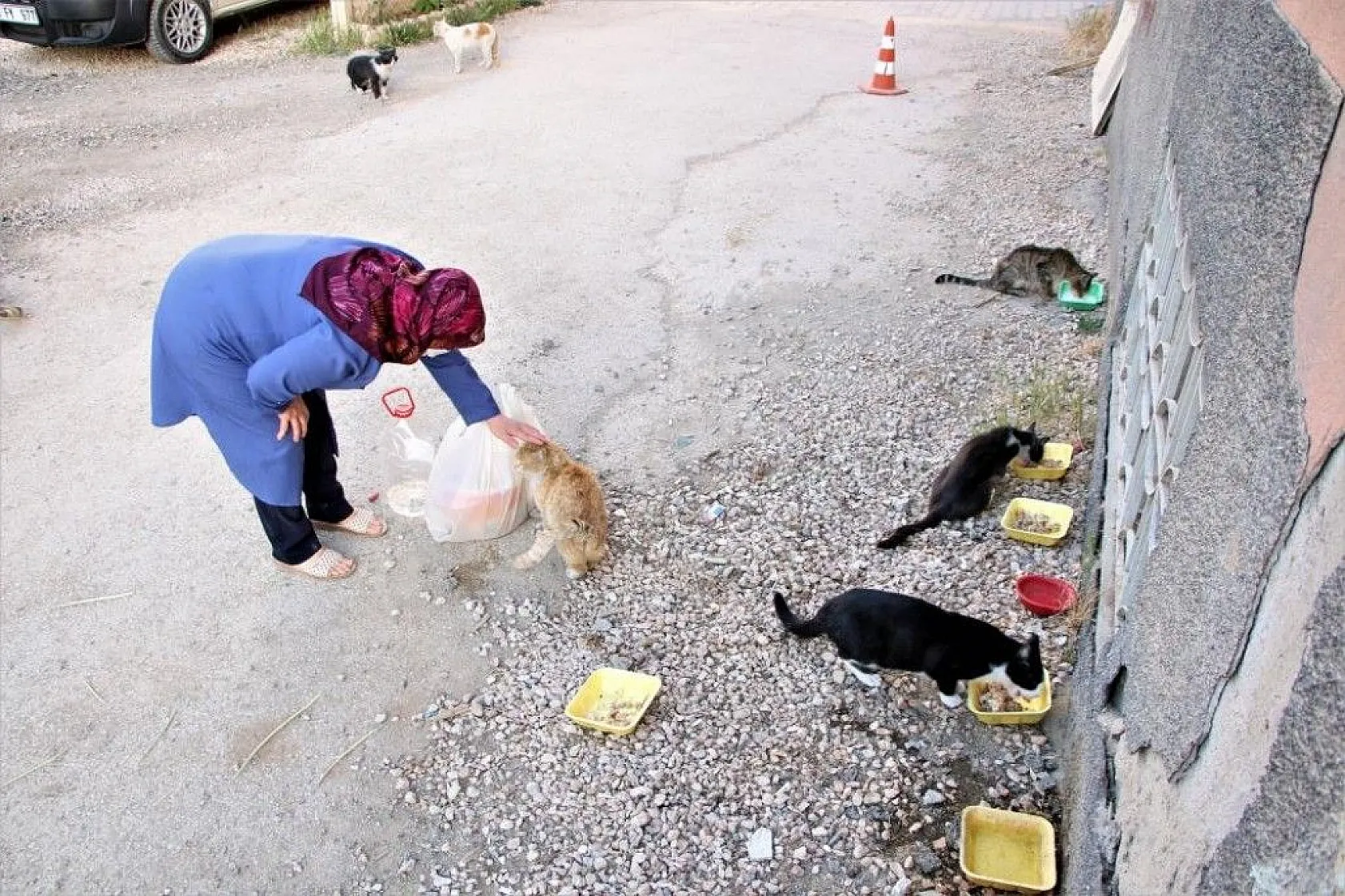 Fatma teyze, 35 kediye anne şefkatiyle bakıyor
