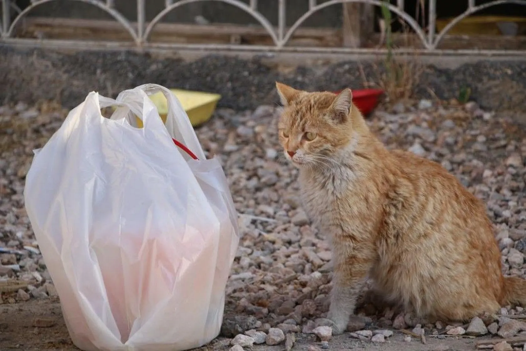 Fatma teyze, 35 kediye anne şefkatiyle bakıyor