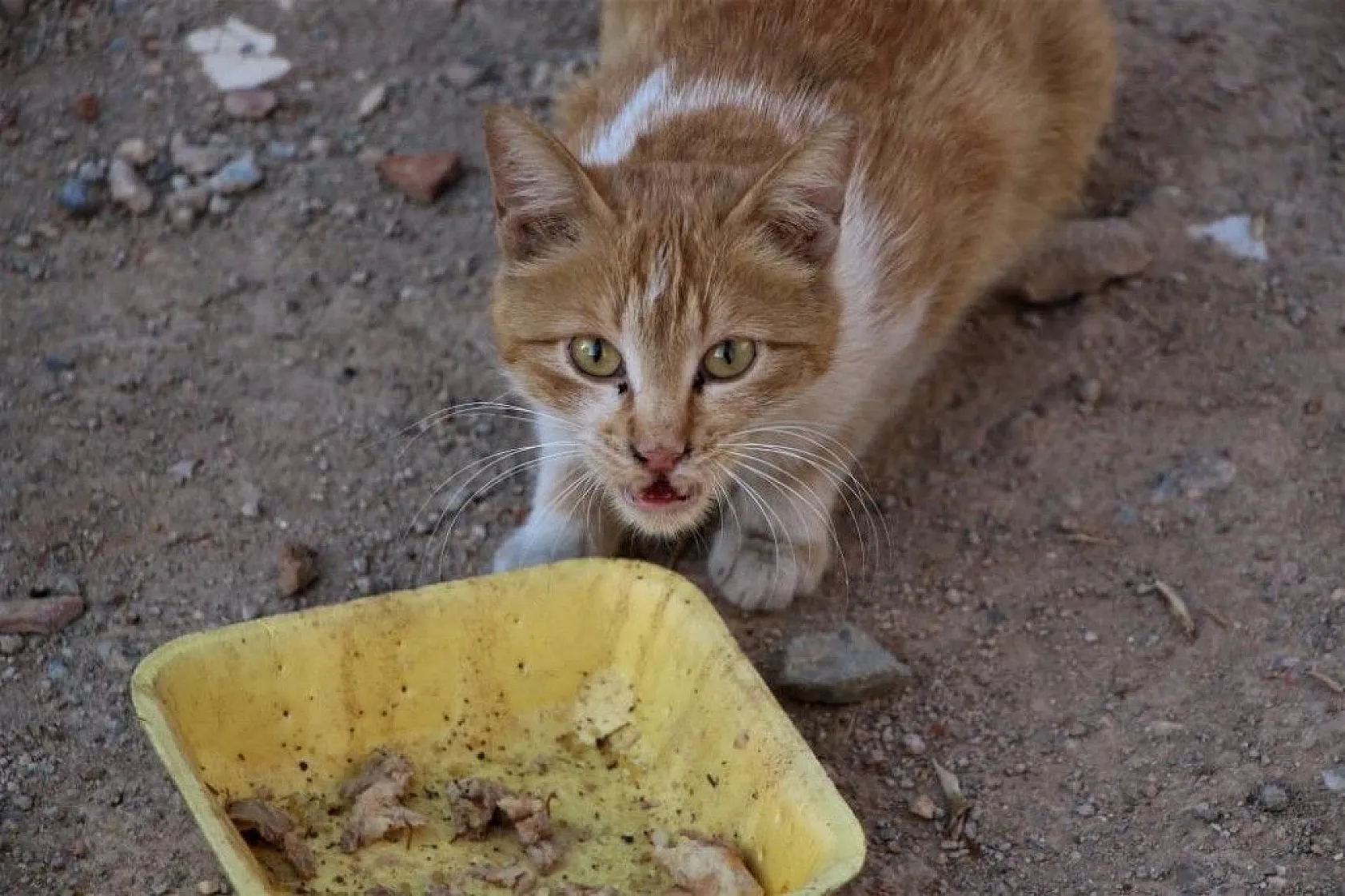 Fatma teyze, 35 kediye anne şefkatiyle bakıyor