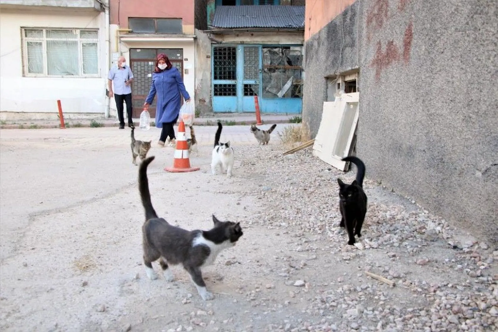 Fatma teyze, 35 kediye anne şefkatiyle bakıyor