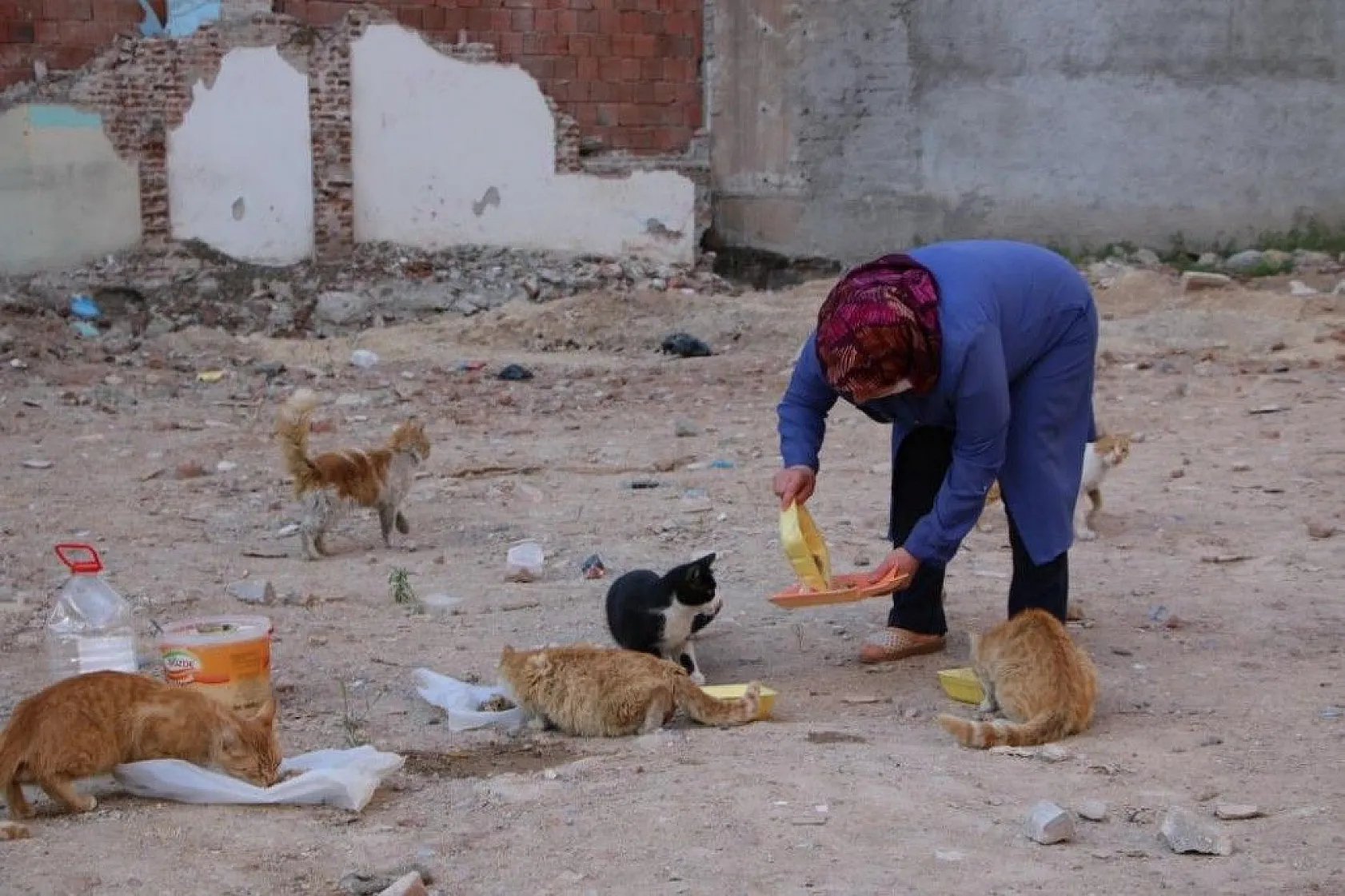 Fatma teyze, 35 kediye anne şefkatiyle bakıyor
